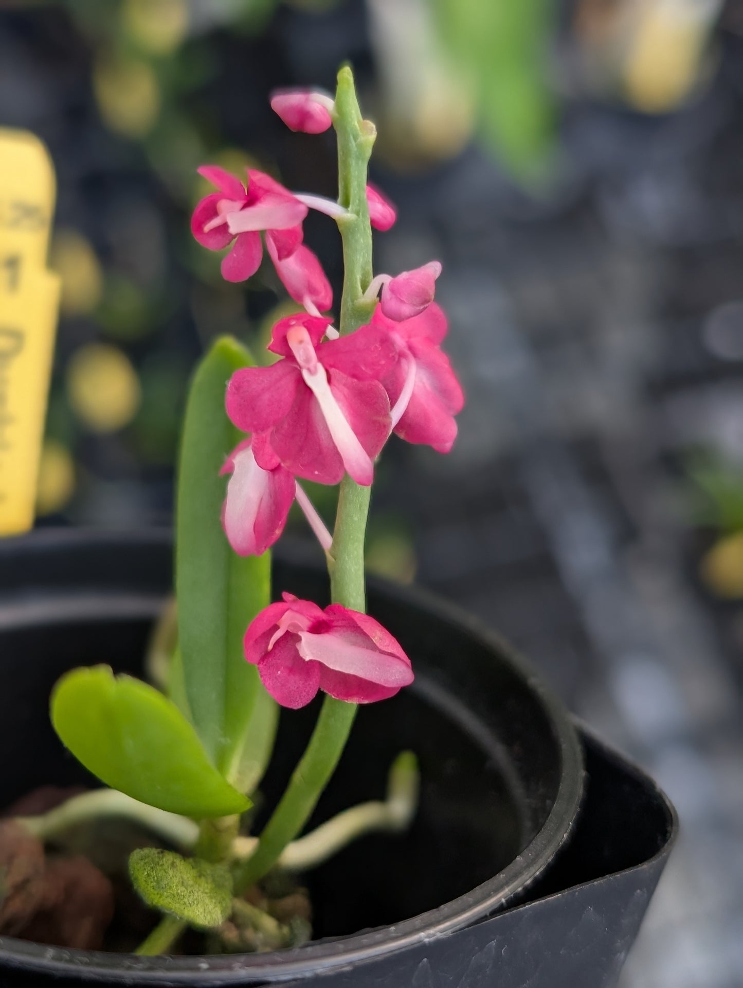 Dyakia hendersoniana x sib | BS not in bloom