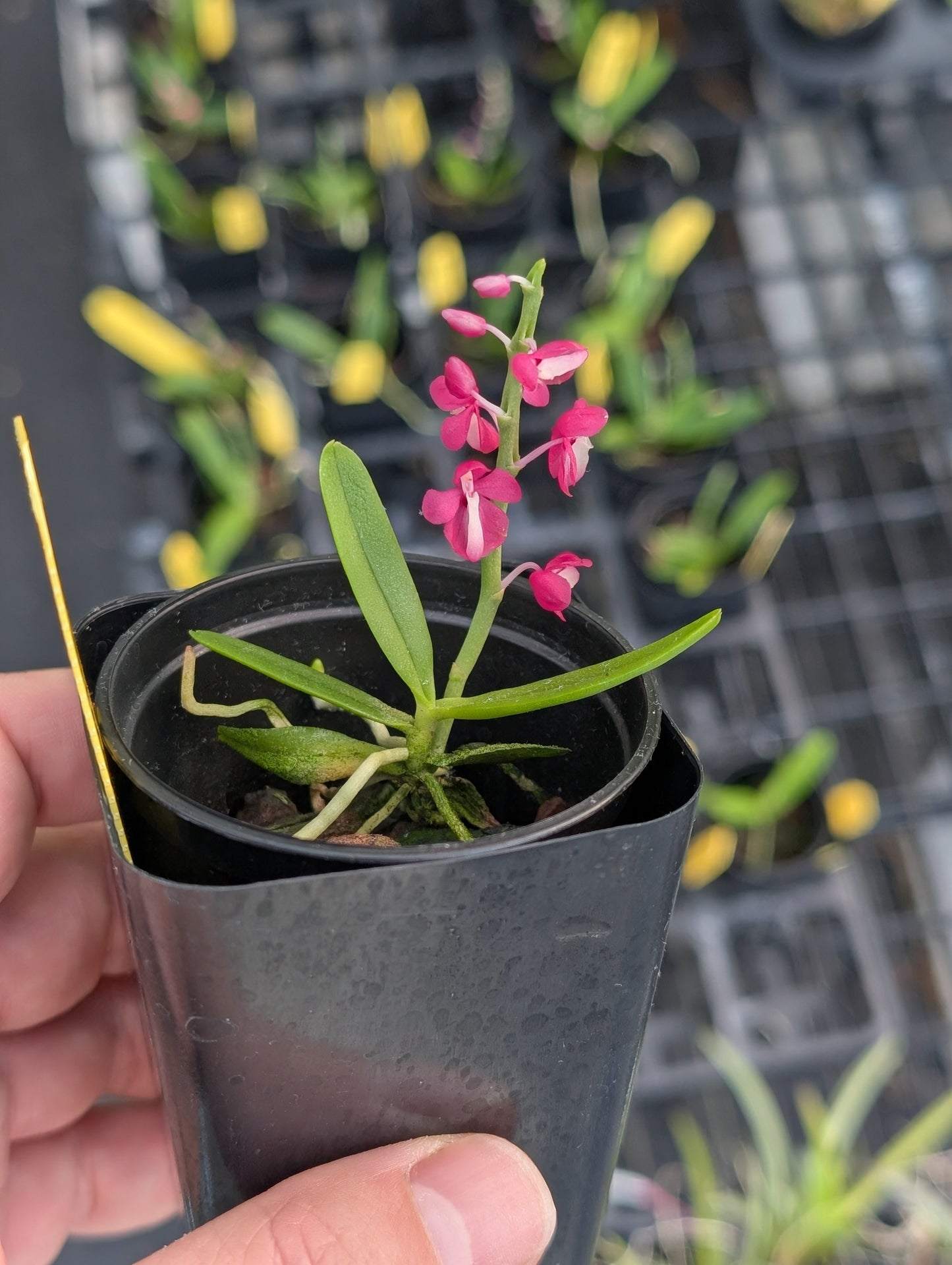 Dyakia hendersoniana x sib | BS not in bloom