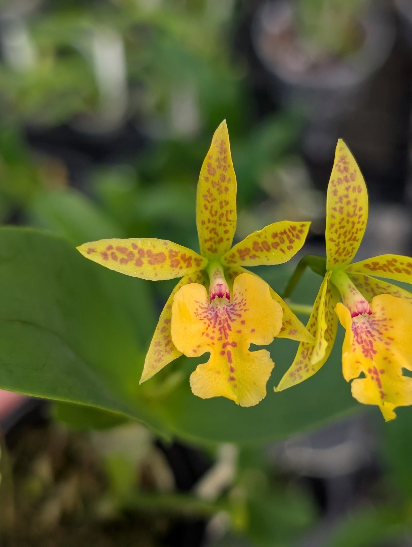 C. aurantiaca 'Spots' x Epi. stamfordianum | BS not in Bloom