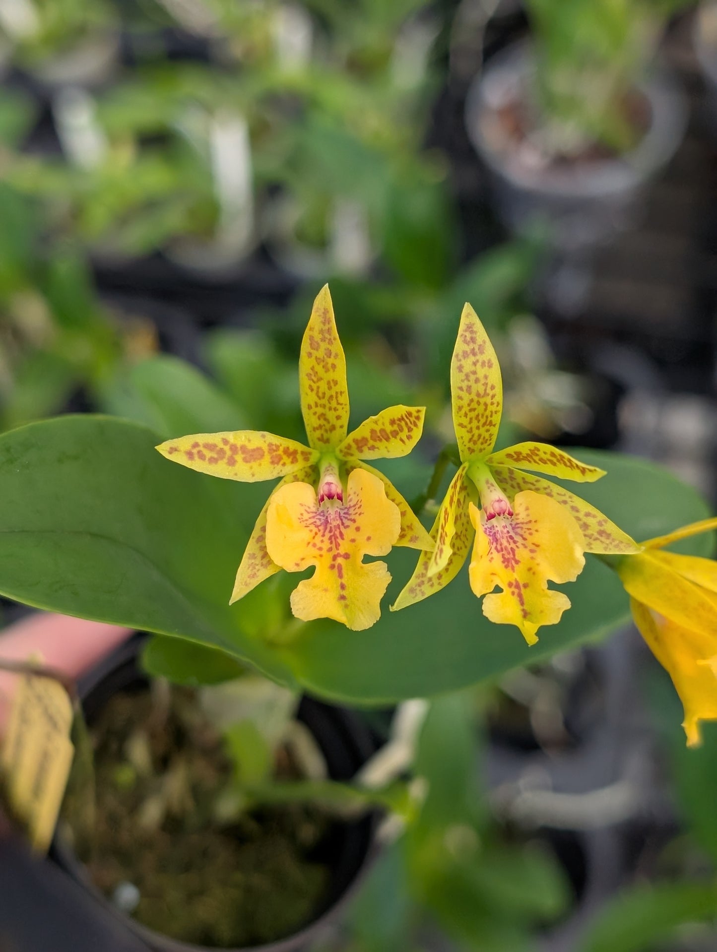 C. aurantiaca 'Spots' x Epi. stamfordianum | BS not in Bloom