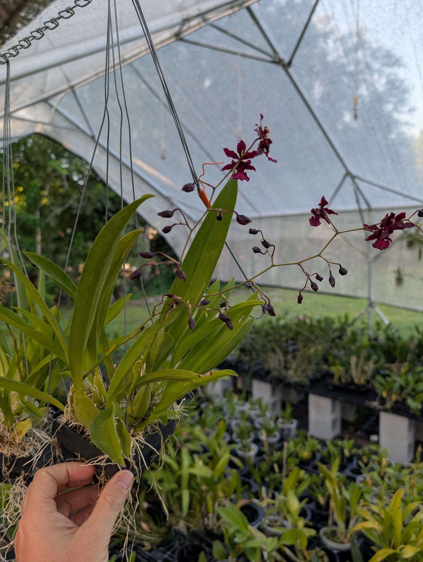 Oncidium Jairak Fragrance 'Ha-Nu-Maan' | BS not in bloom