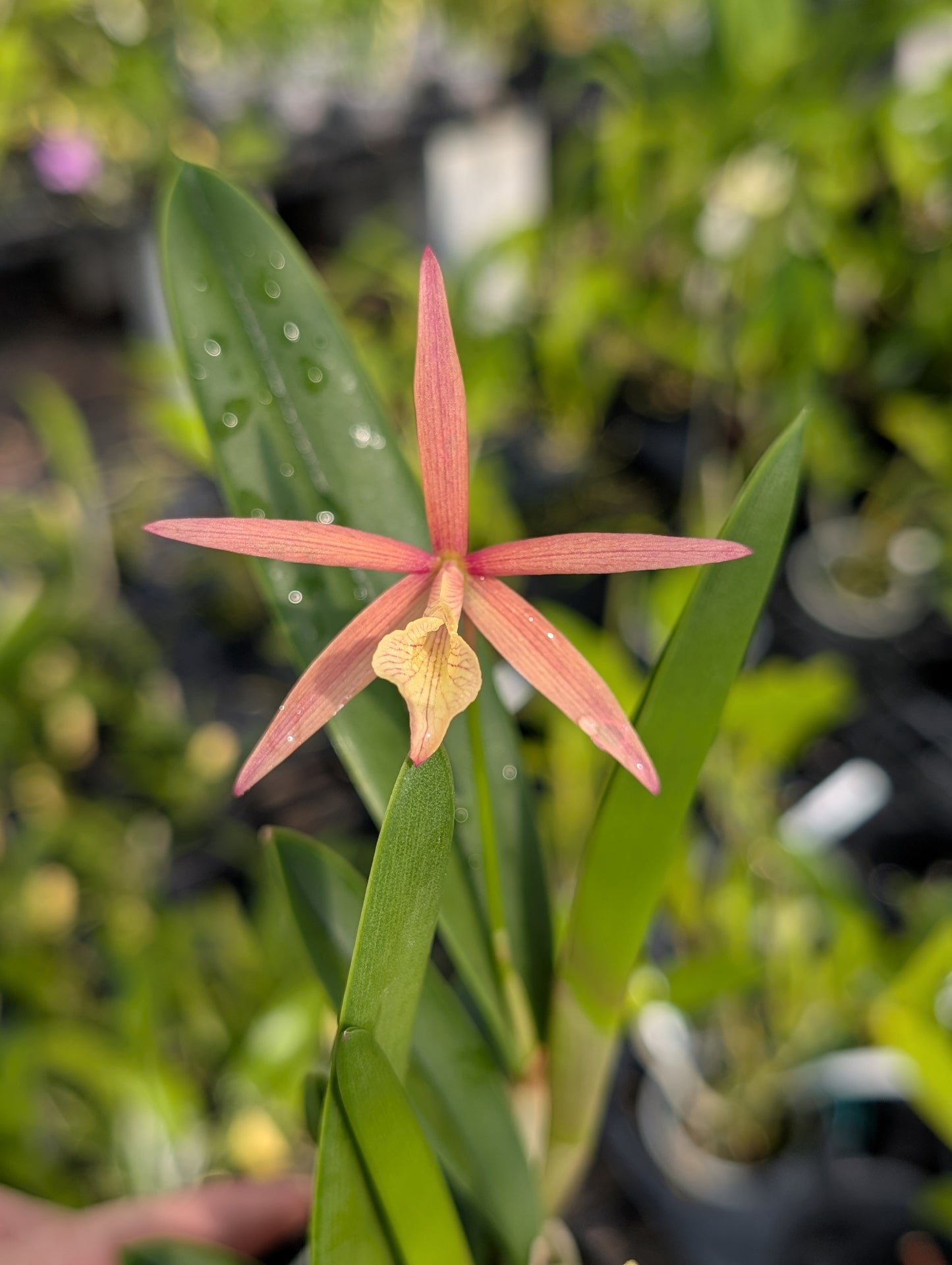 Bc. Richard Mueller | BS not in bloom