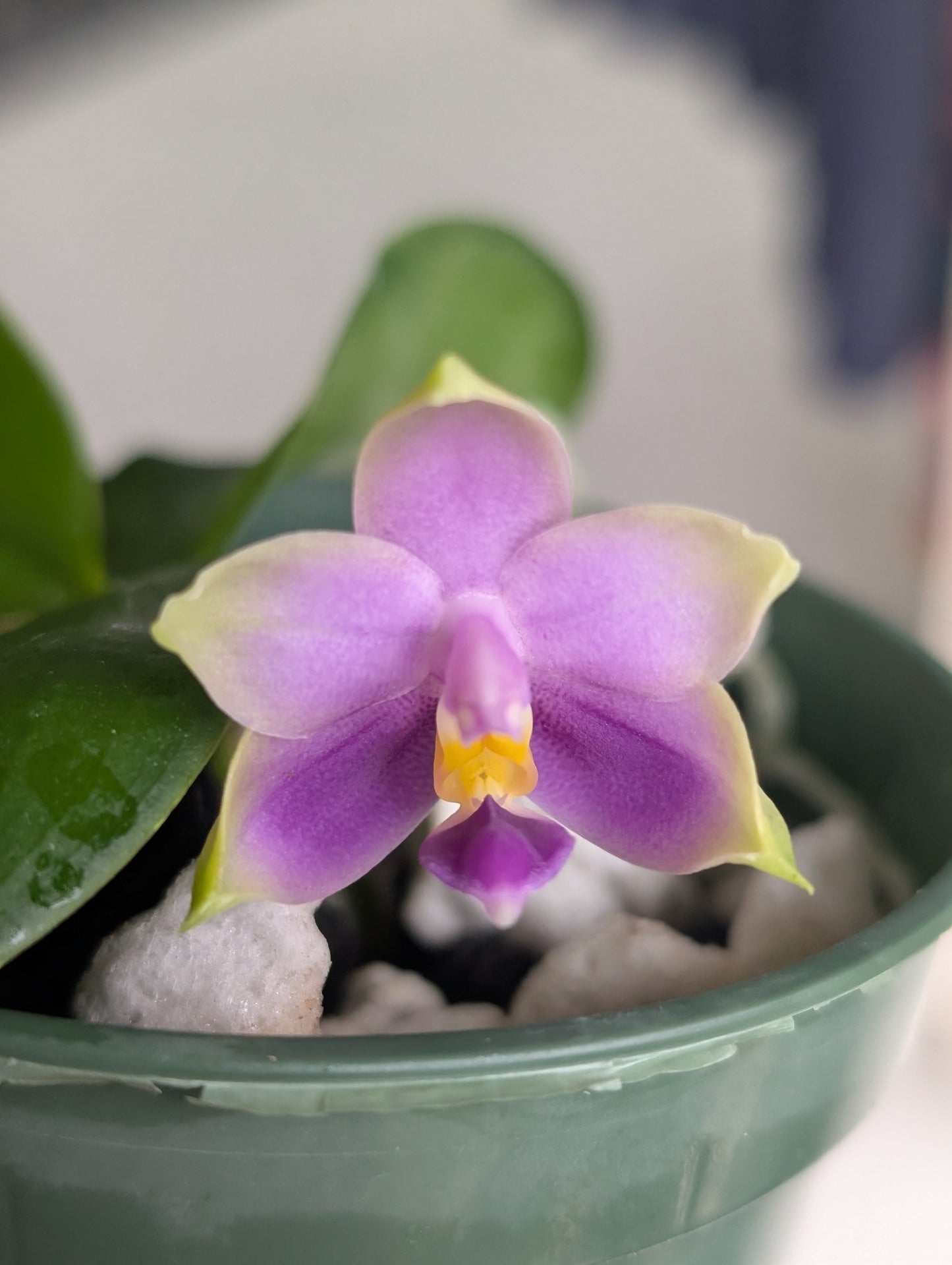 Phal. violacea | BS not in bloom