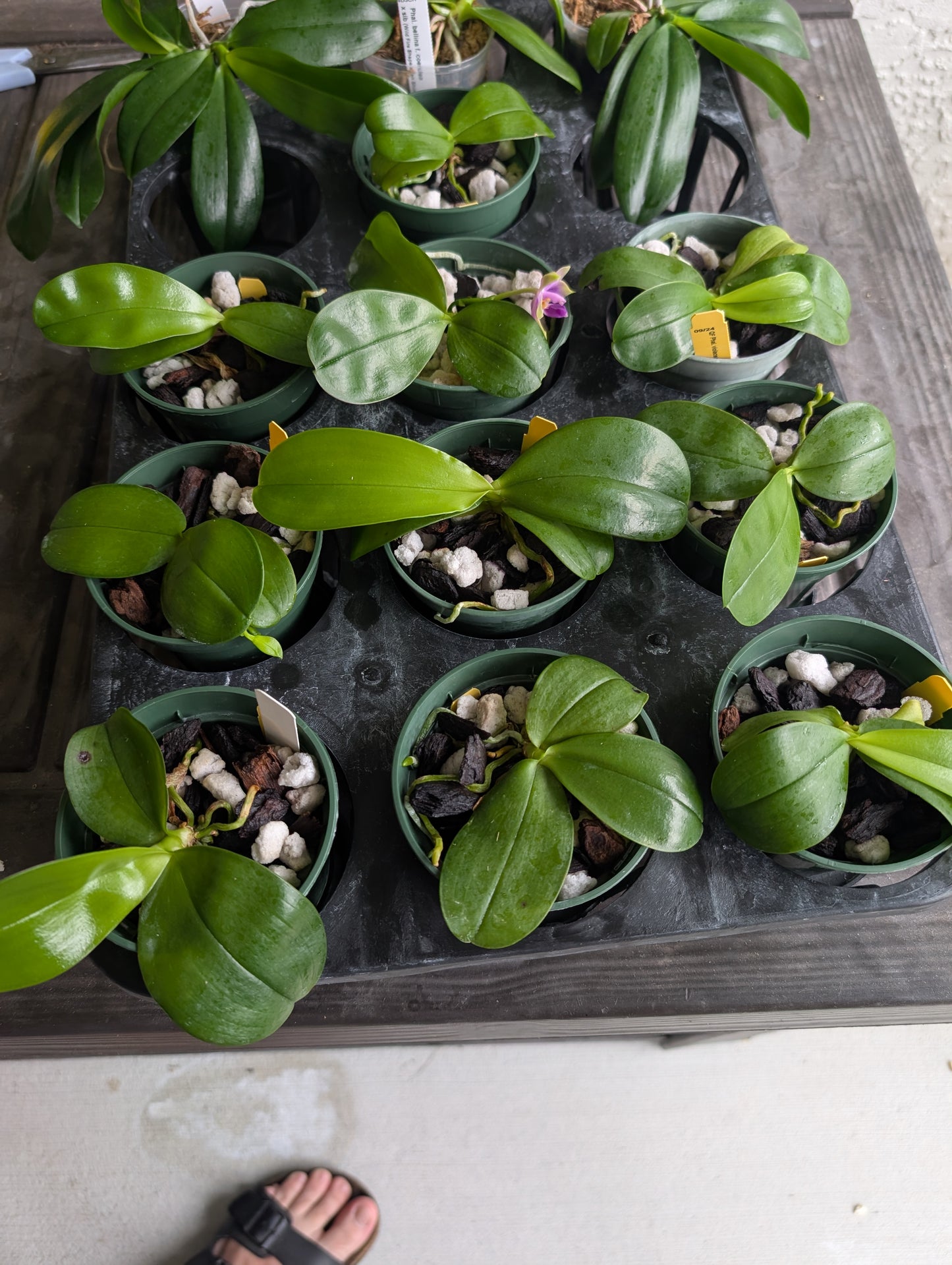 Phal. violacea | BS not in bloom