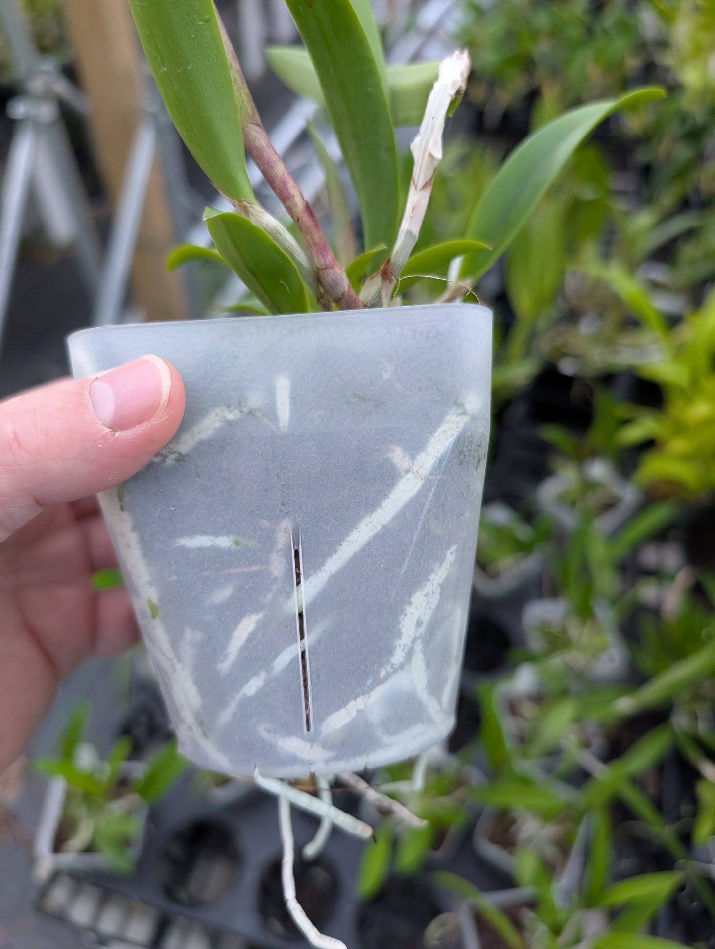 Bc. Walter August x C. Jungle Eyes | Blooming size not in bloom