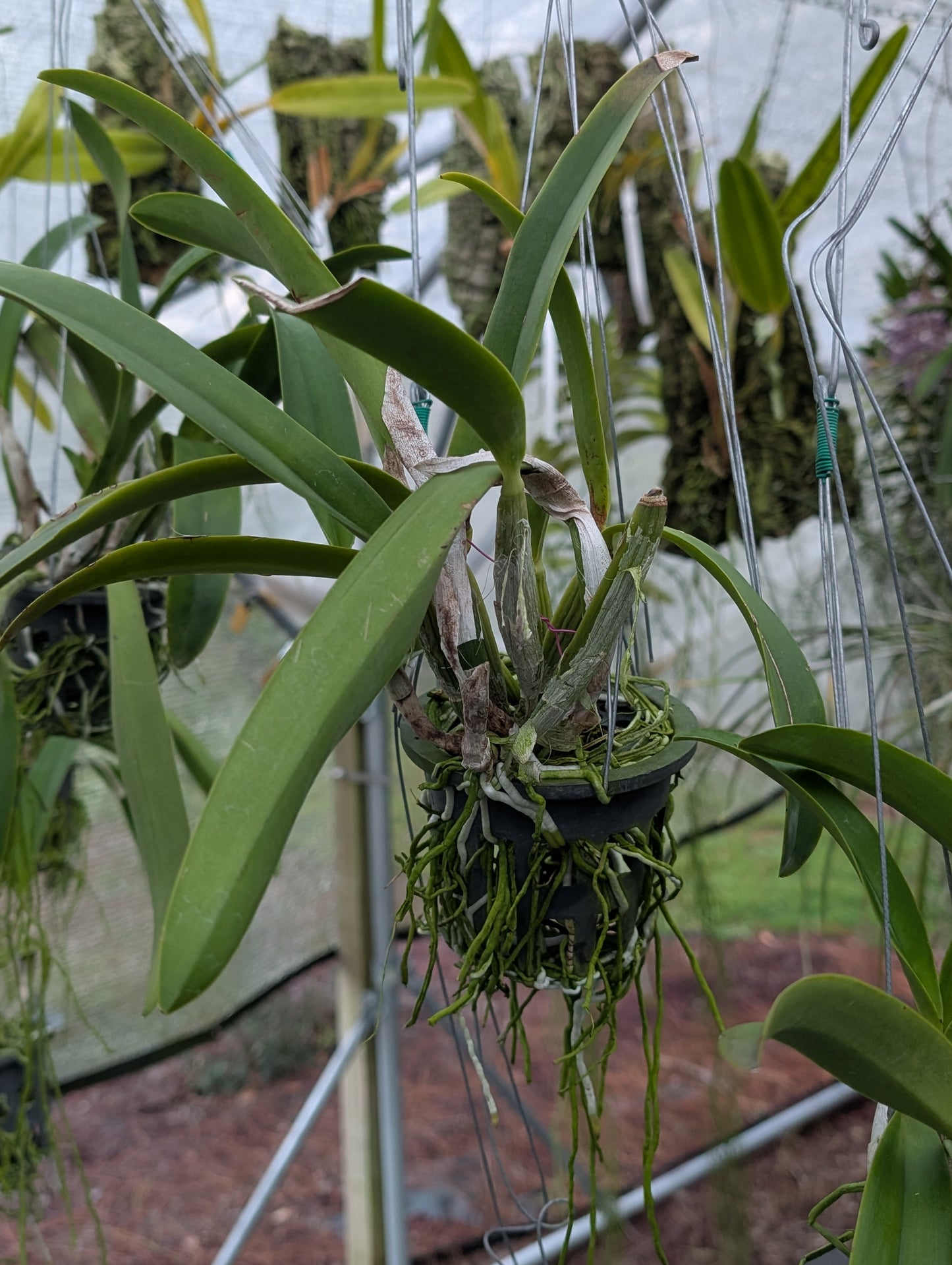 Rhyncholaeliocattleya Suwannaphum Fancy 'Jairak' | BS not in bloom