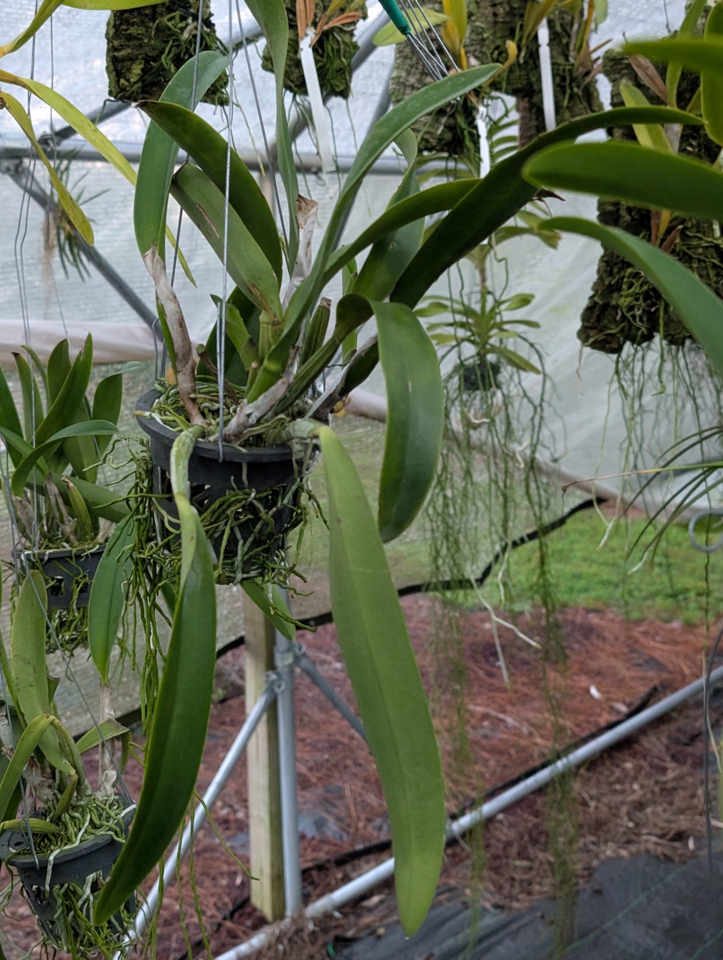 Rhyncholaeliocattleya Suwannaphum Fancy 'Jairak' | BS not in bloom