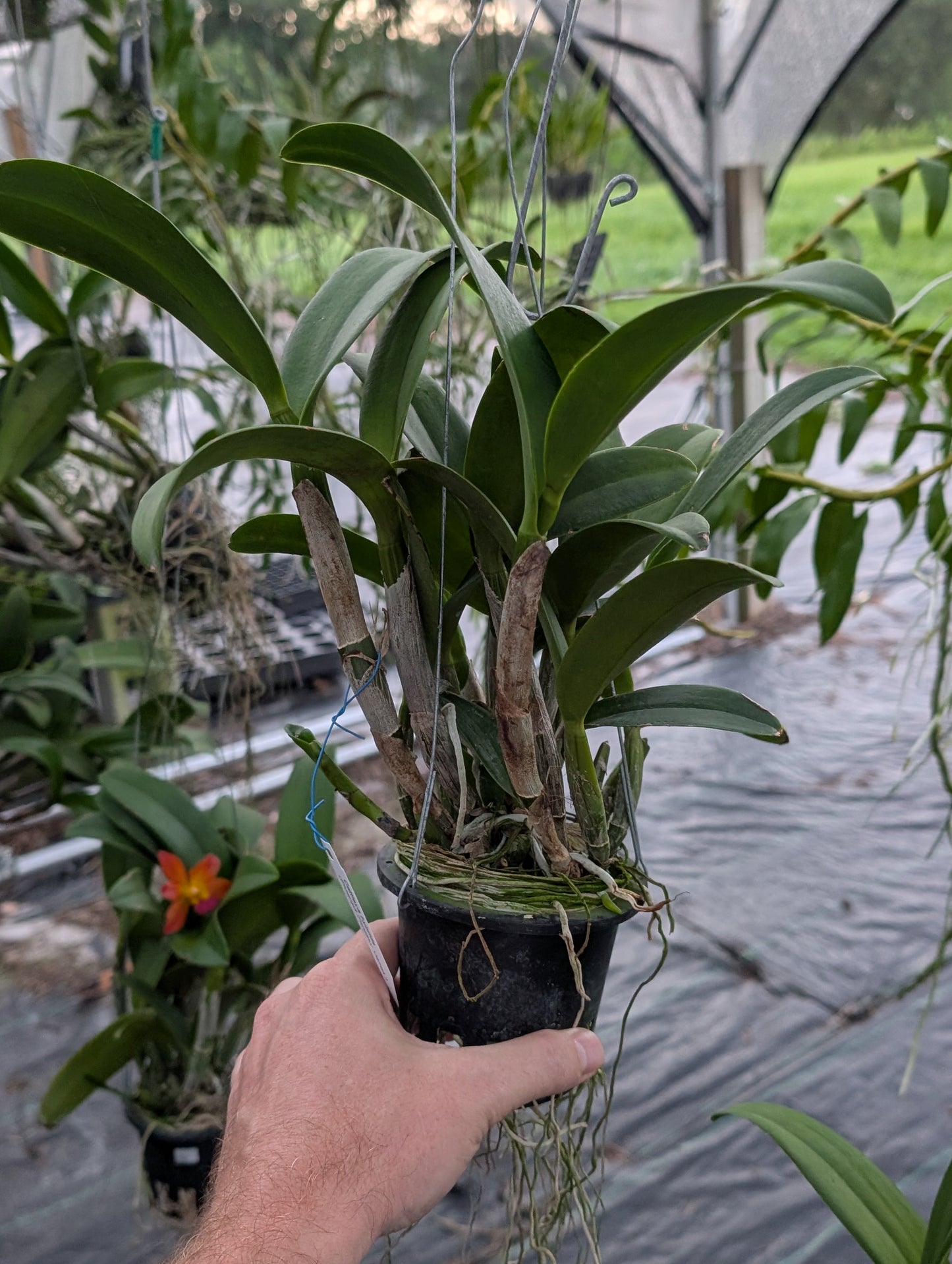 Cattlianthe Ploenpit Fantasy 'Jairak' | Blooming size not in bloom