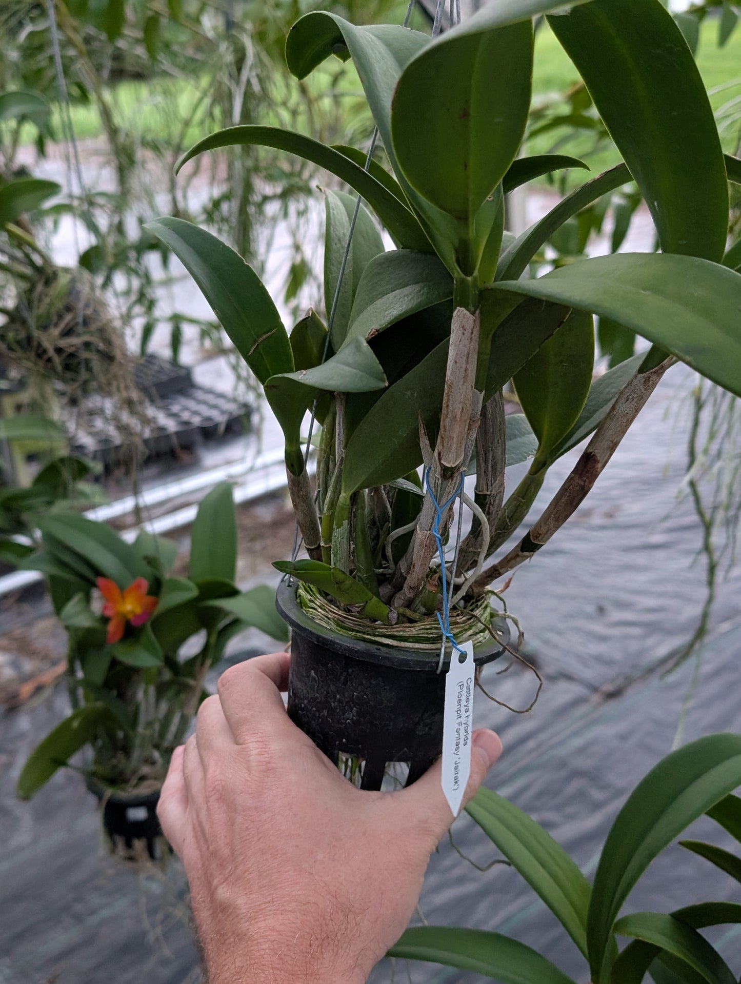Cattlianthe Ploenpit Fantasy 'Jairak' | Blooming size not in bloom