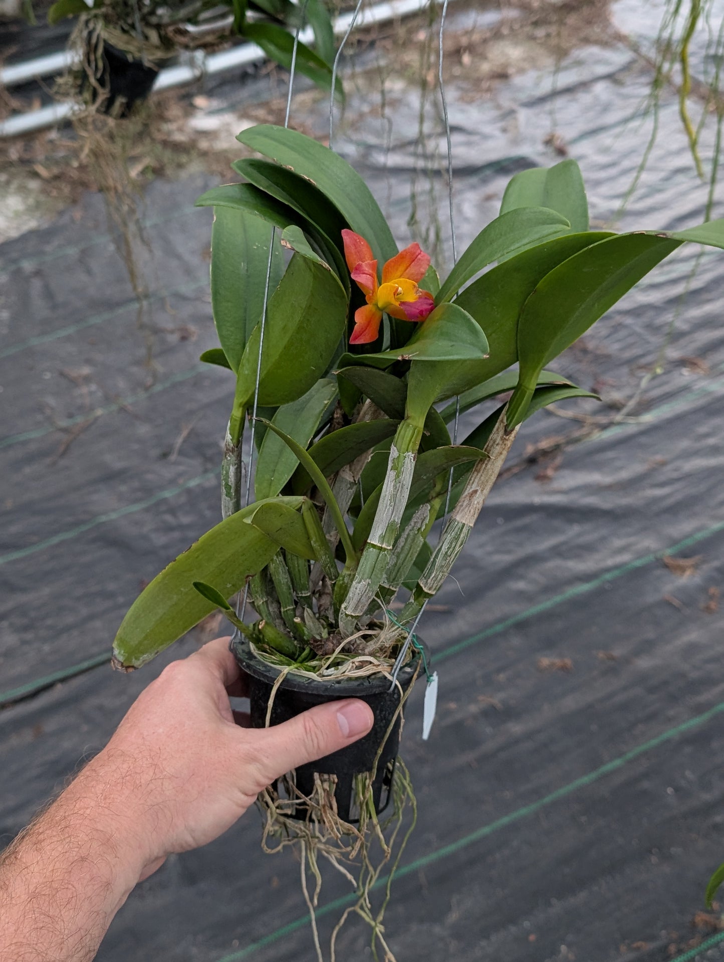 Cattlianthe Ploenpit Fantasy 'Jairak' | Blooming size not in bloom