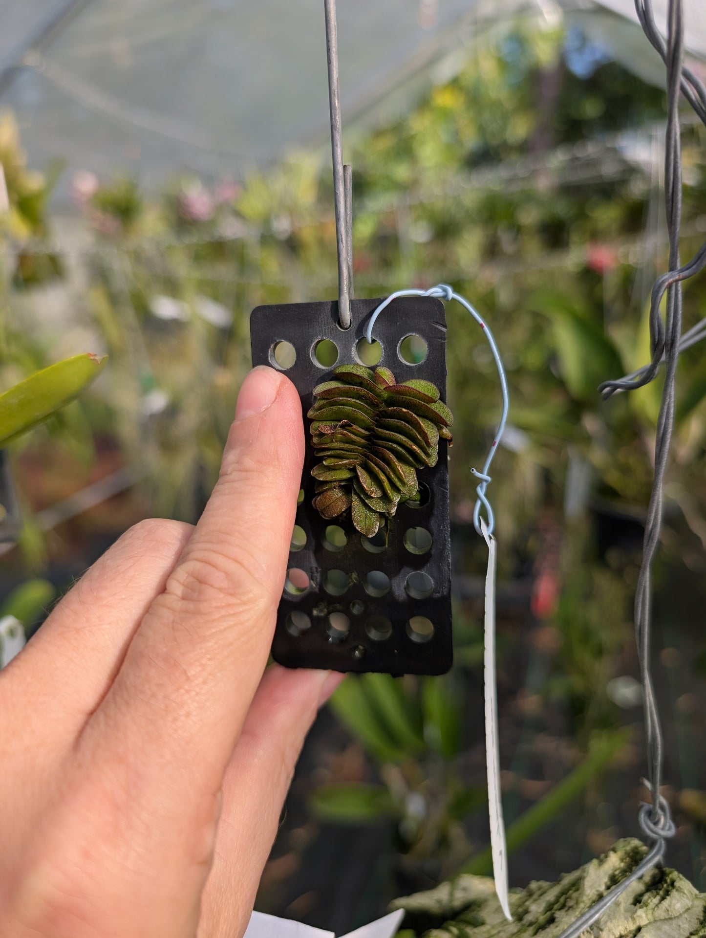 Schoenorchis seidenfadenii | BS