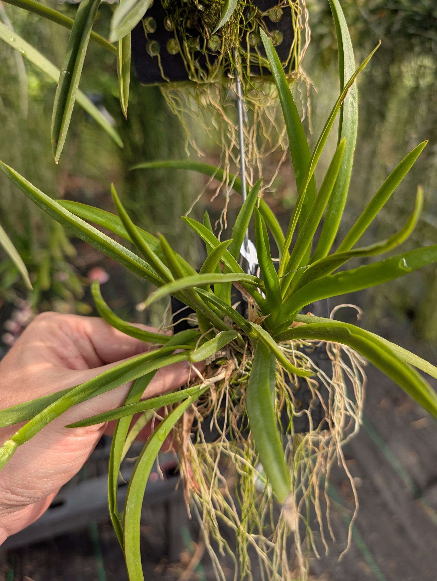 Tolumnia Jairak Rainbow 'Hybrids'| Blooming size miniature not in bloom