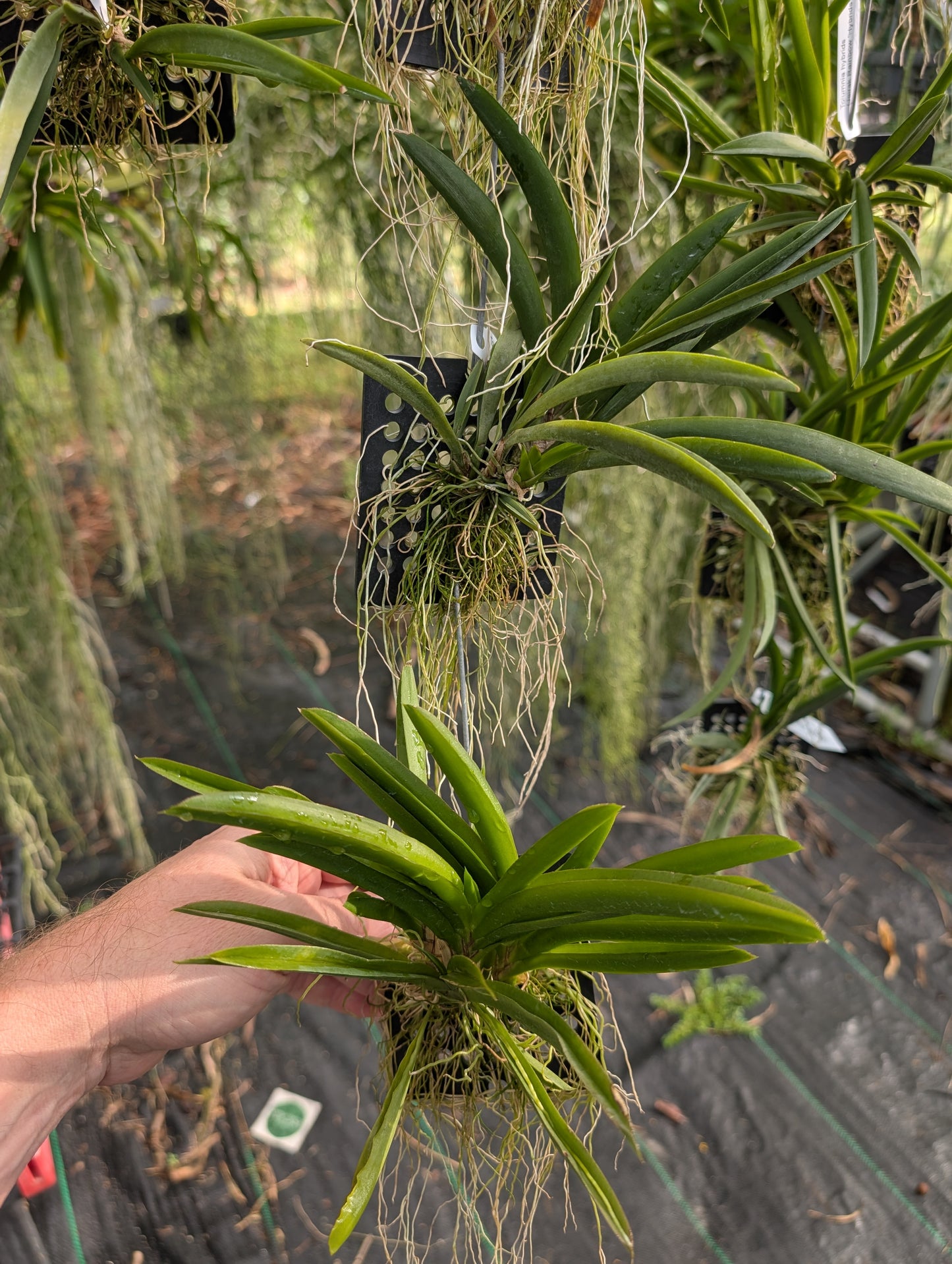 Tolumnia Jairak Rainbow 'Hybrids'| Blooming size miniature not in bloom