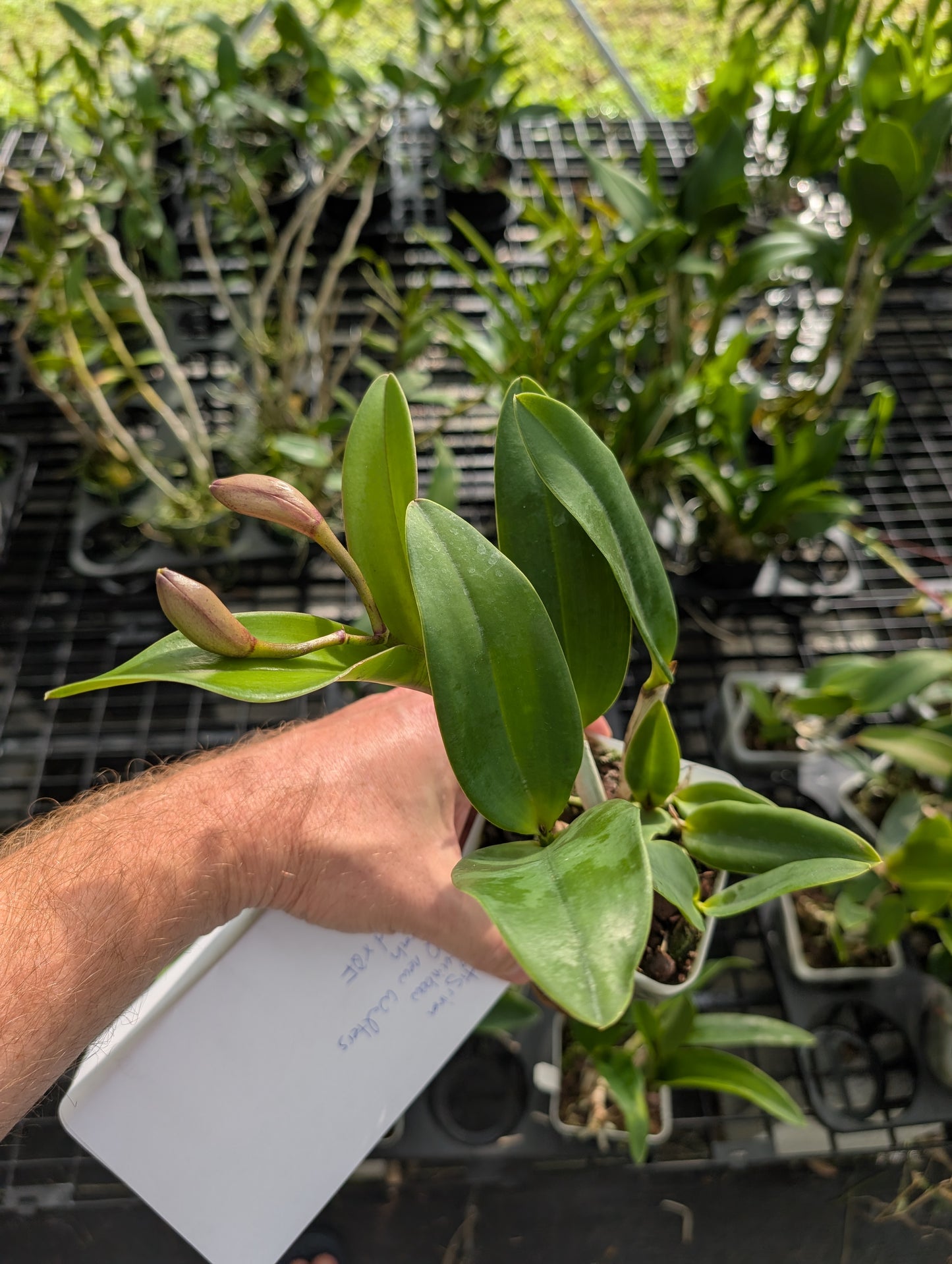 Cattleya Sarah LuettickeArchbell | BS not in bloom