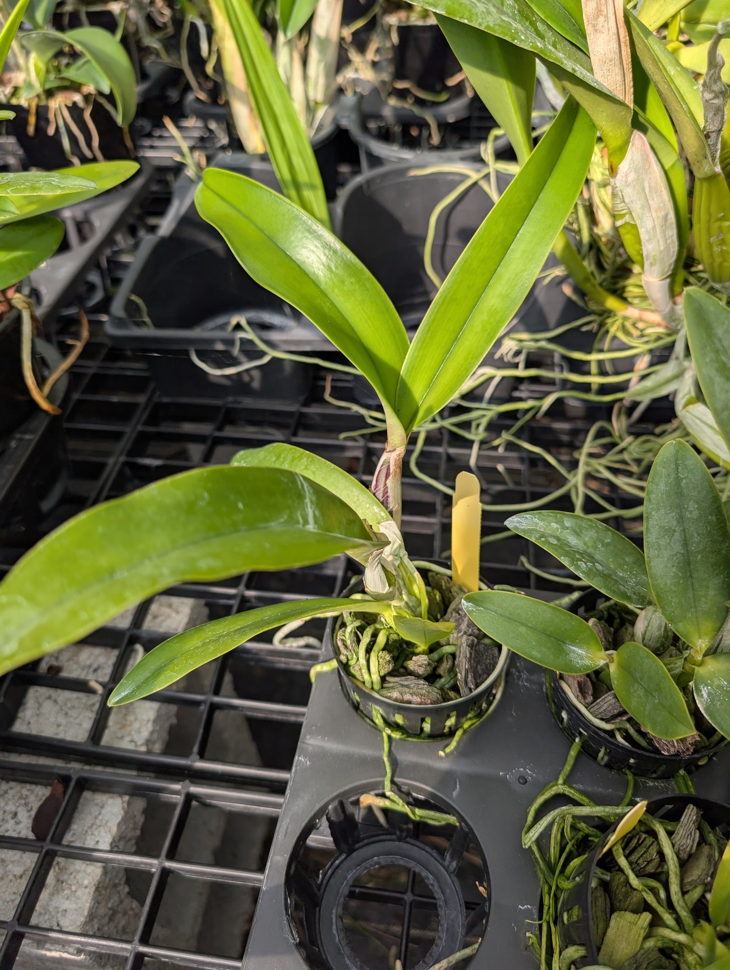 Cattleya Eponine | BS not in bloom | 3" net pot