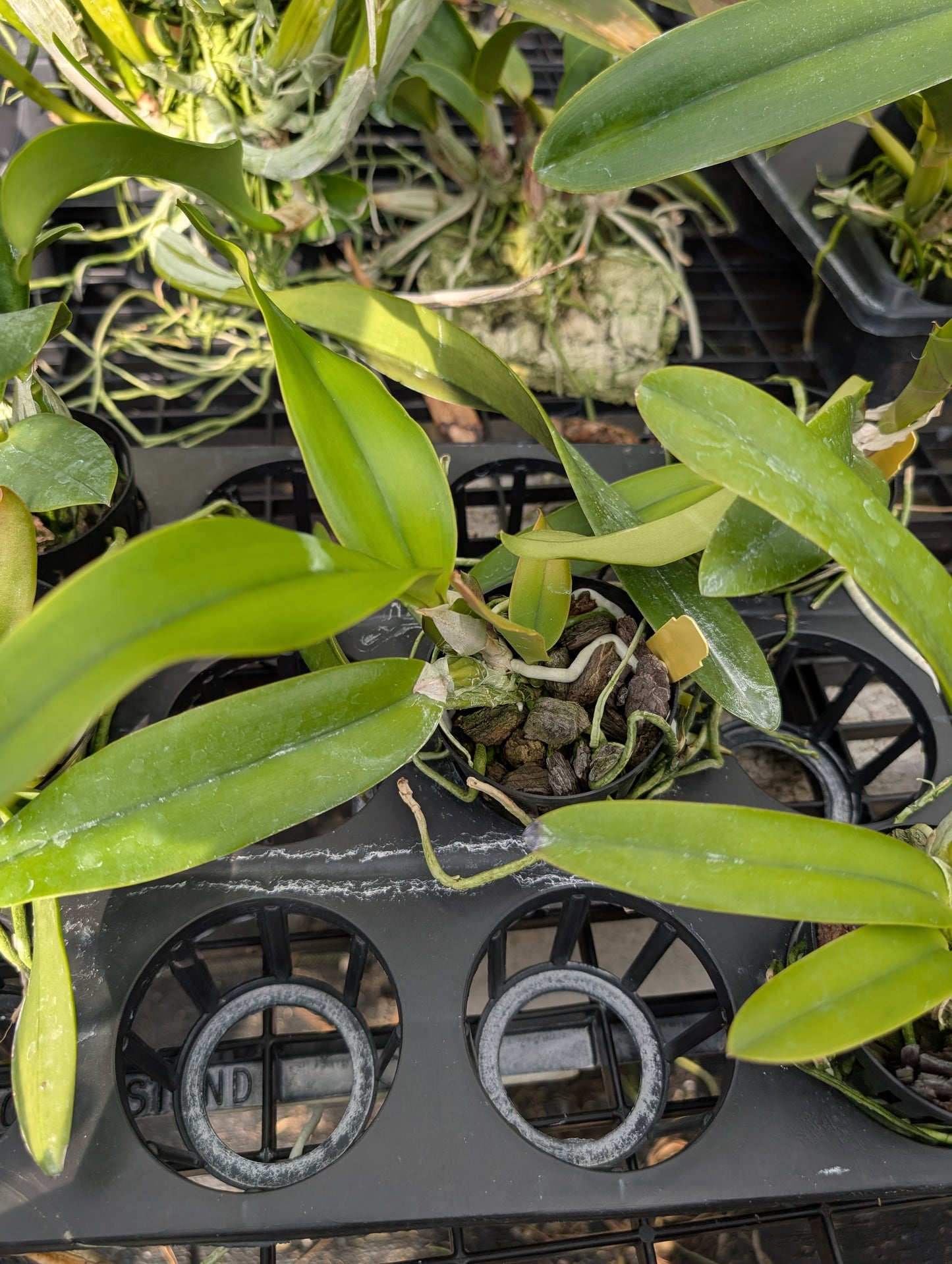 Cattleya Eponine | BS not in bloom | 3" net pot