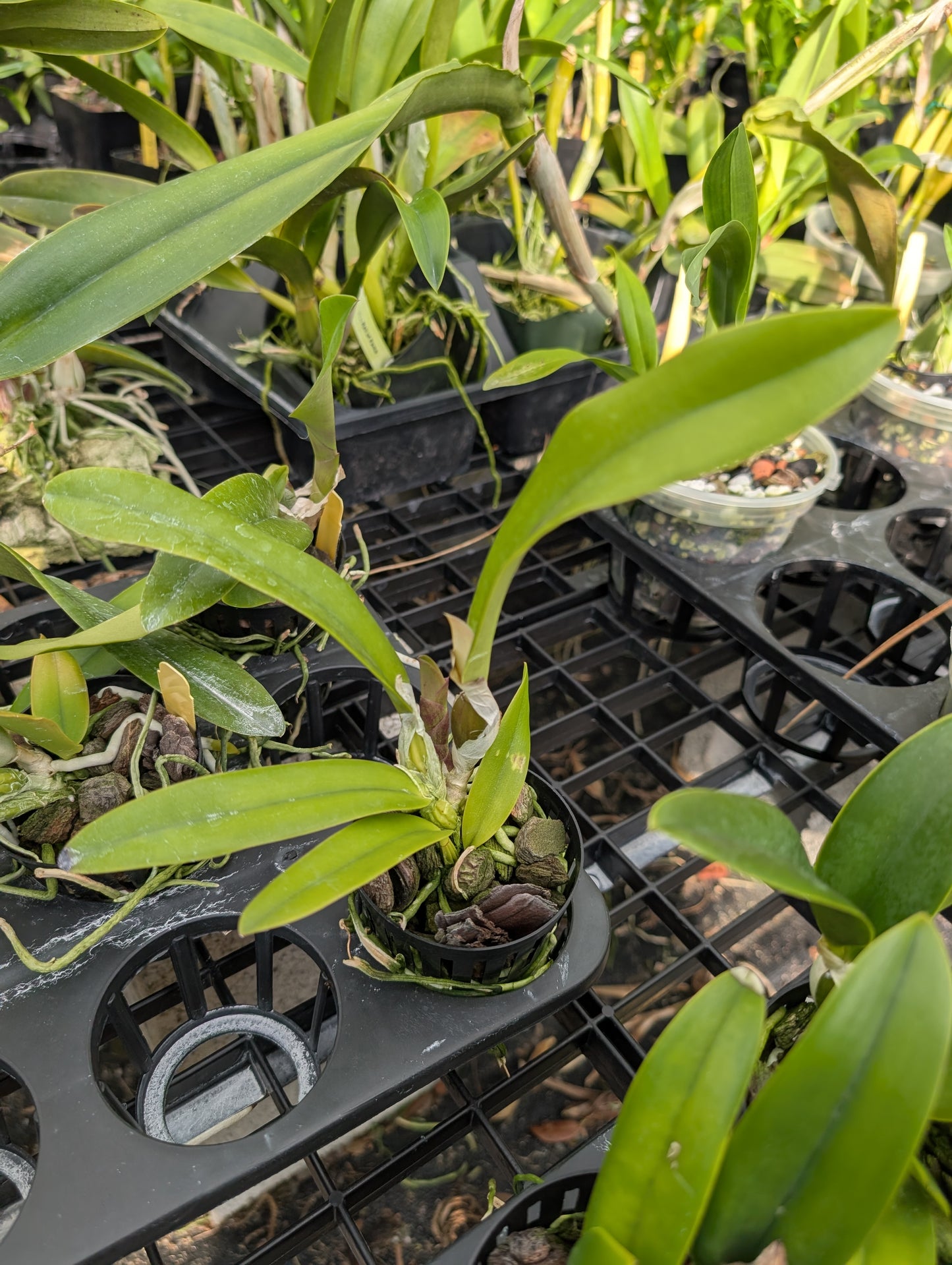Cattleya Eponine | BS not in bloom | 3" net pot