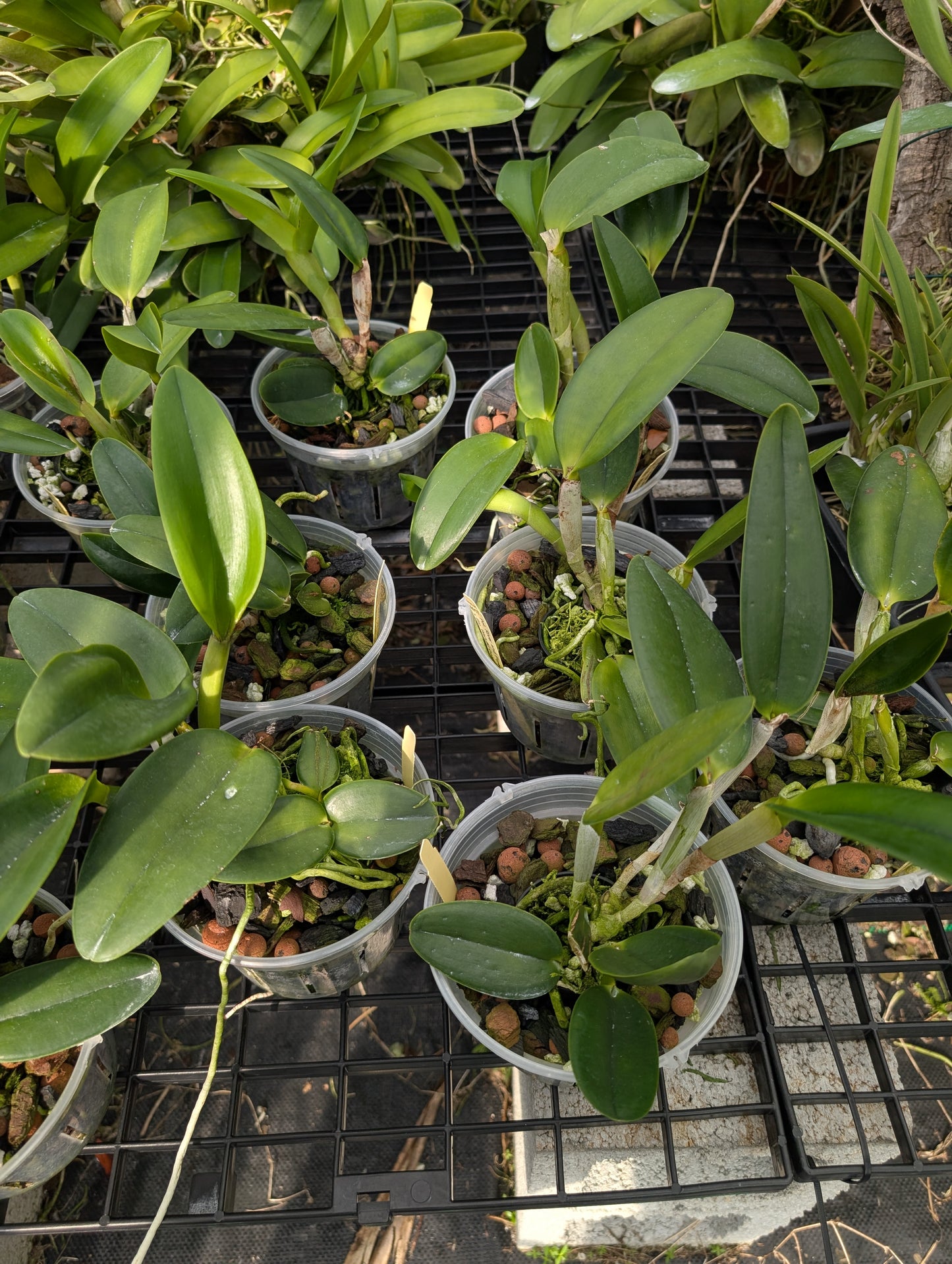 Pot. River and Piper 'Sweetheart' x Blc. Waikiki Gold 'Lea' | 5" pot