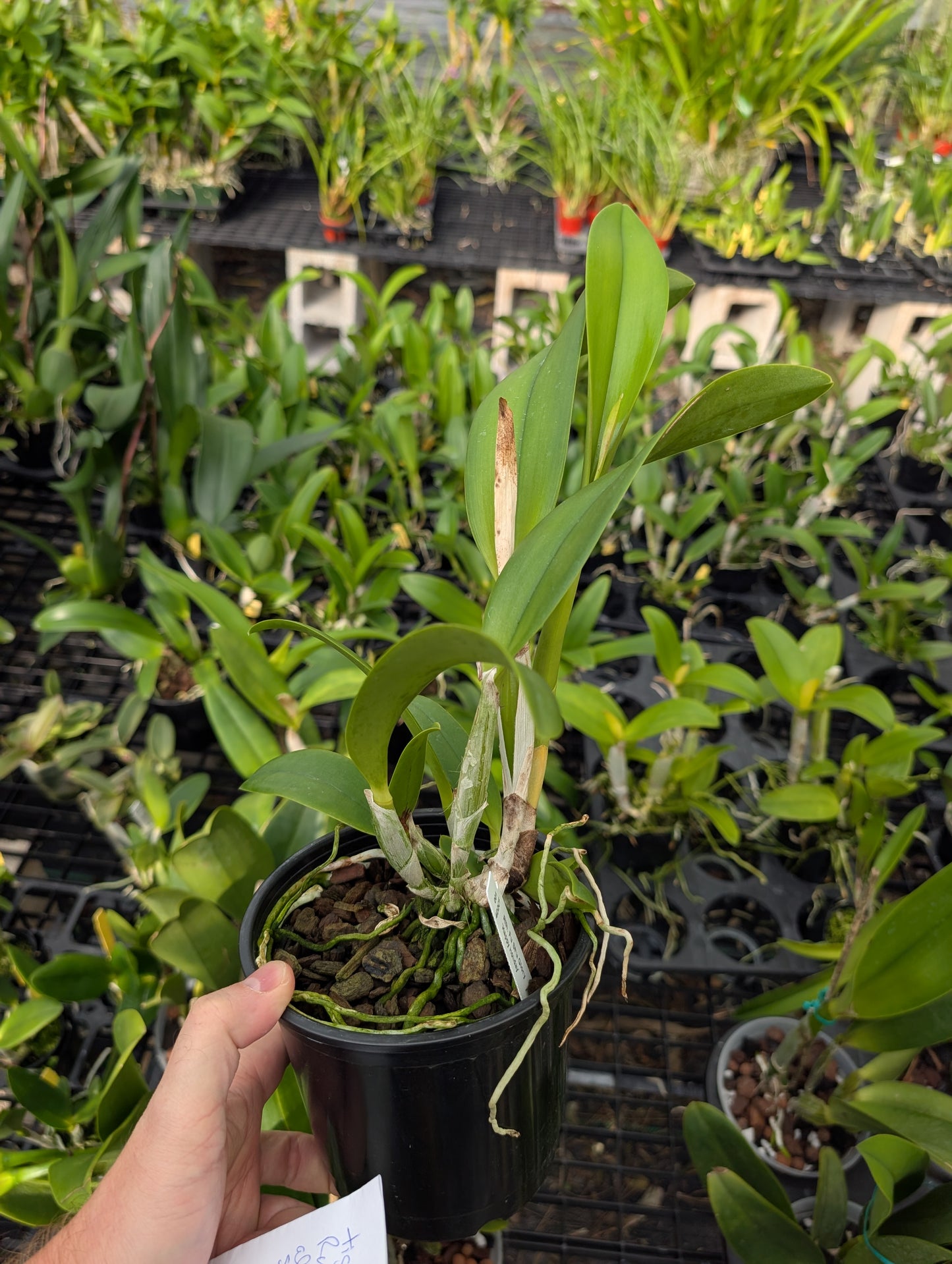 Rth. Fu Shu Glory 'Happy Holiday'| BS 5" pot