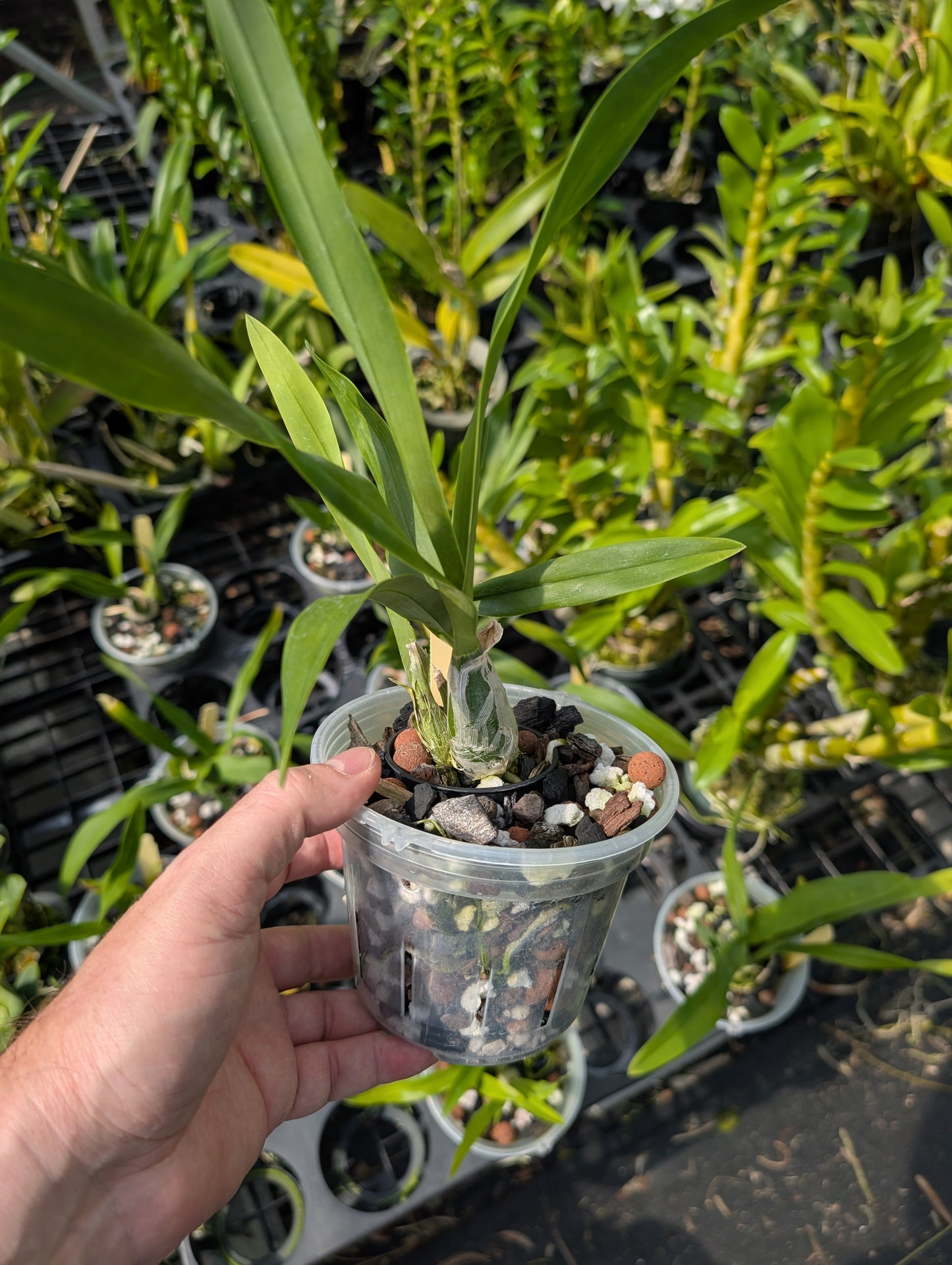 Prosthechea mariae | BS not in bloom | 4" Pot