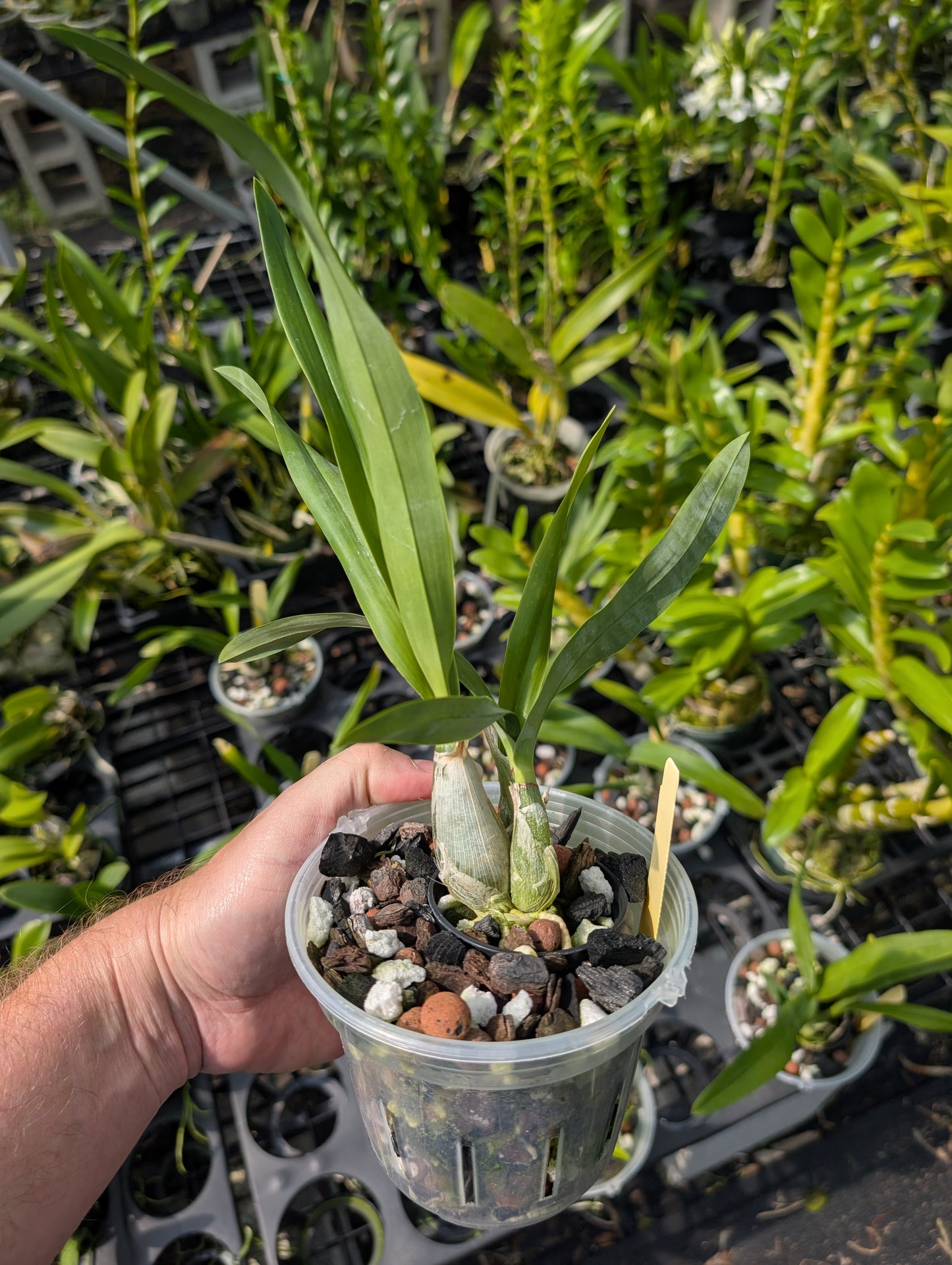 Prosthechea mariae | BS not in bloom | 4" Pot
