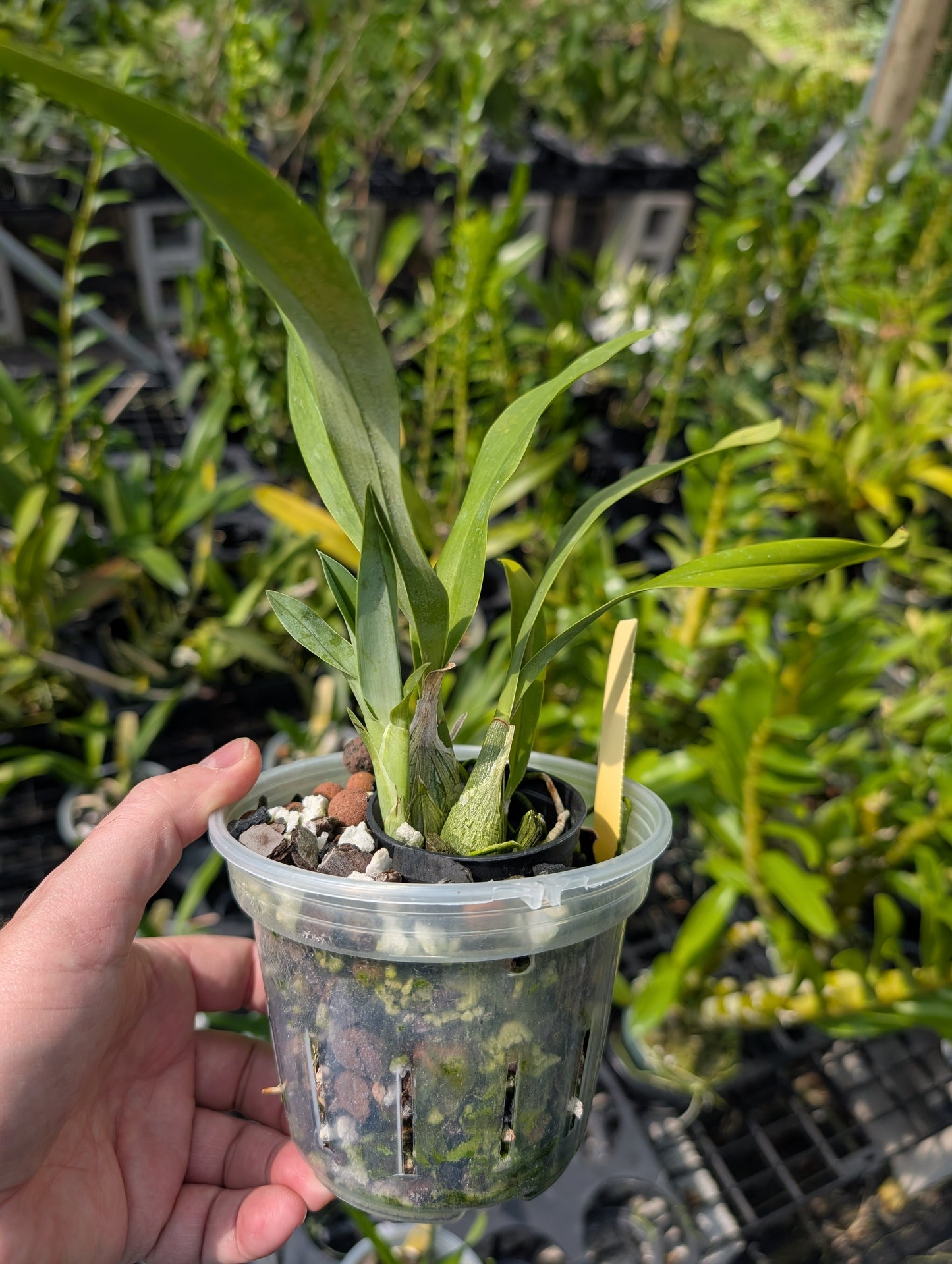 Prosthechea mariae | BS not in bloom | 4" Pot