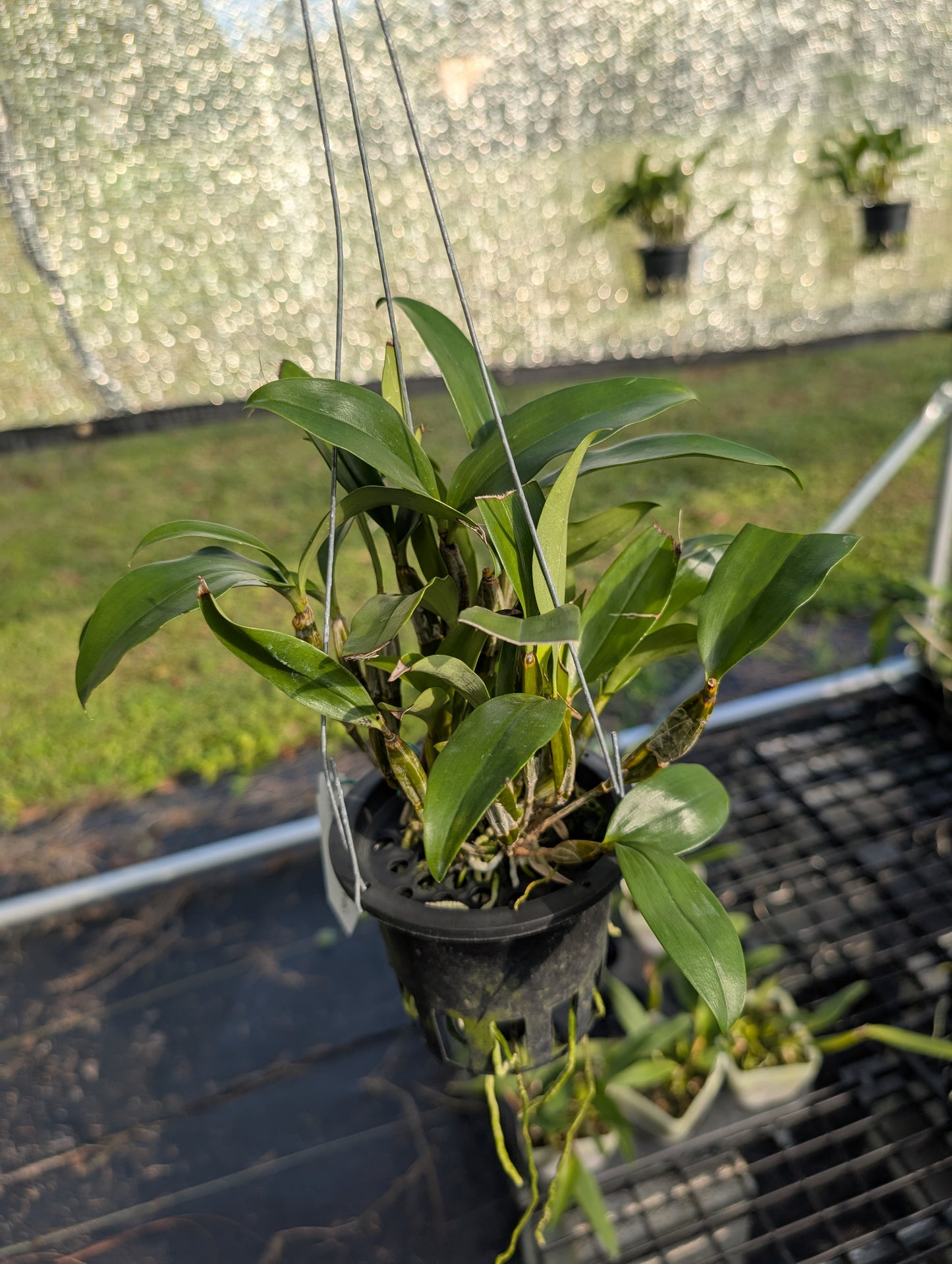 Dendrobium farmeri Pink x sib