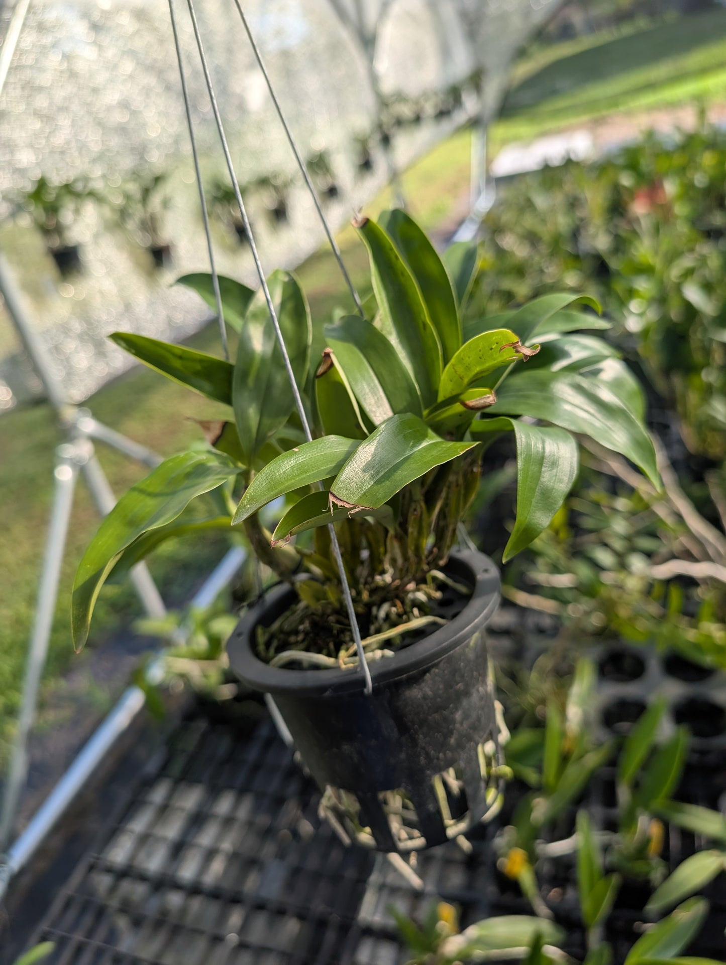 Dendrobium farmeri Pink x sib