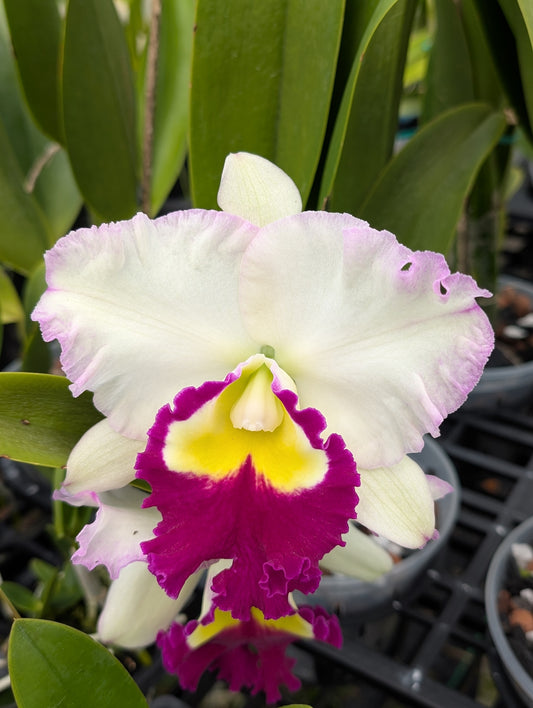 Rhyncholaeliocattleya Ann Joi No.2 | BS not in Bloom