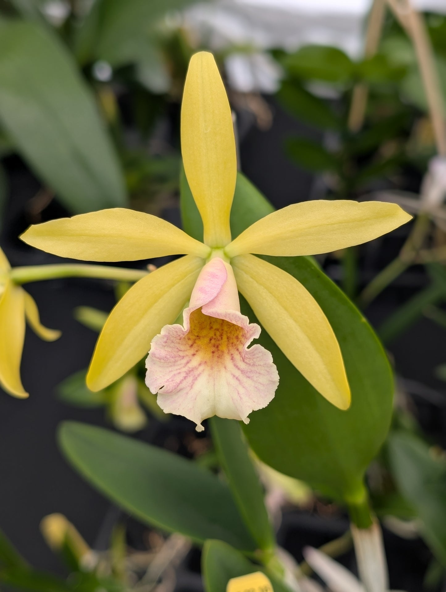 Blc. Waikiki Gold 'Lea' x Pcv. Key Lime Star 'Pink Flush' | BS not in bloom