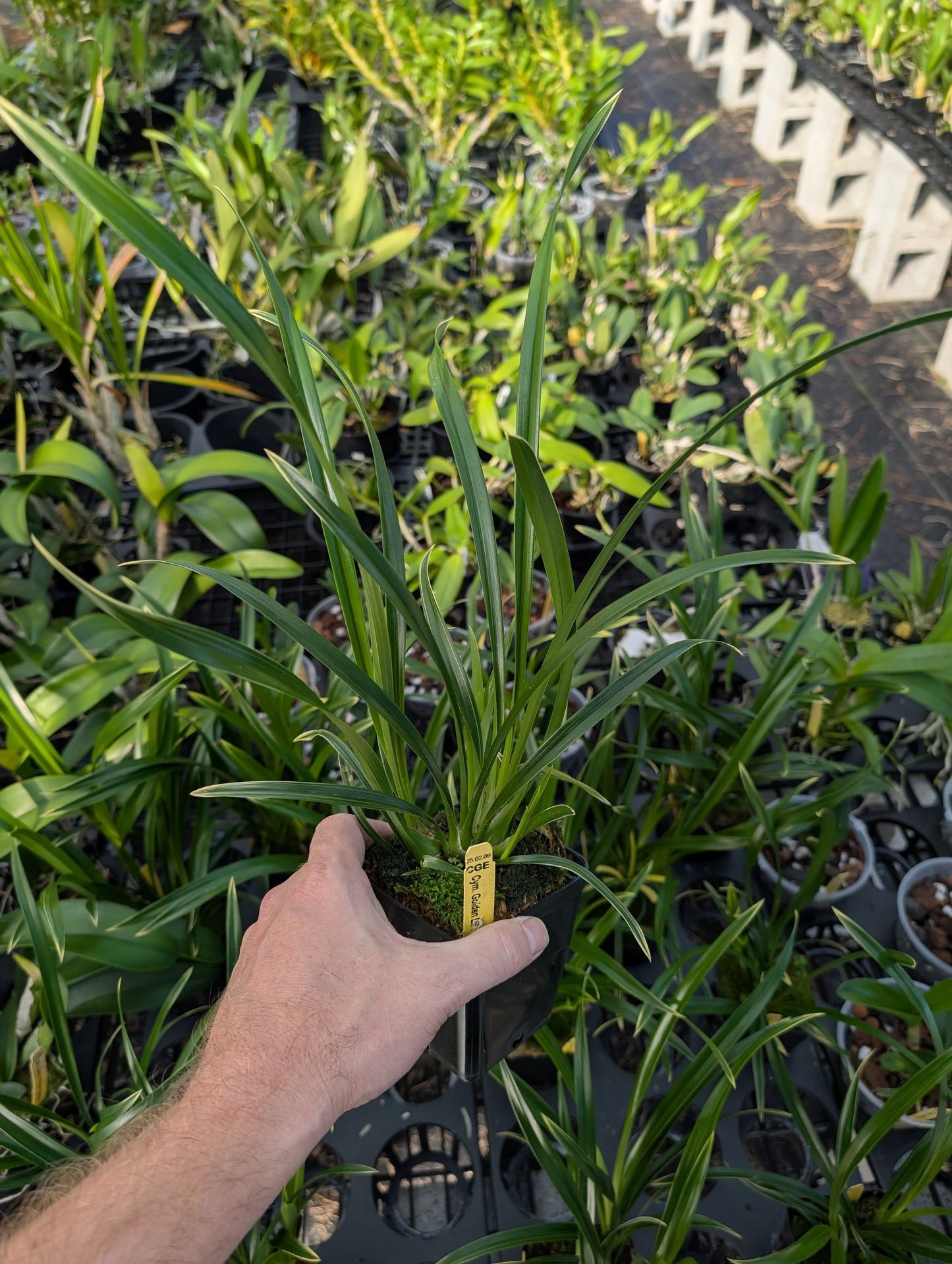 Variegated Cym. Golden Elf 'Sundust' HCC/AOS