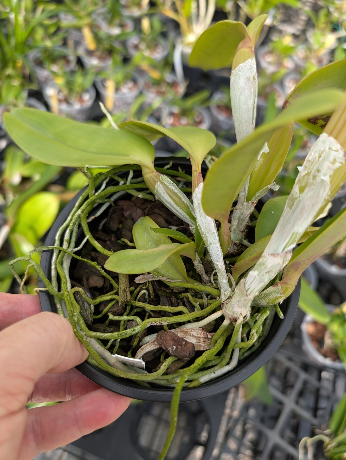 C. jenmanii v. rubra x sib | 5" pot | Live Blooming Size Not in Bloom