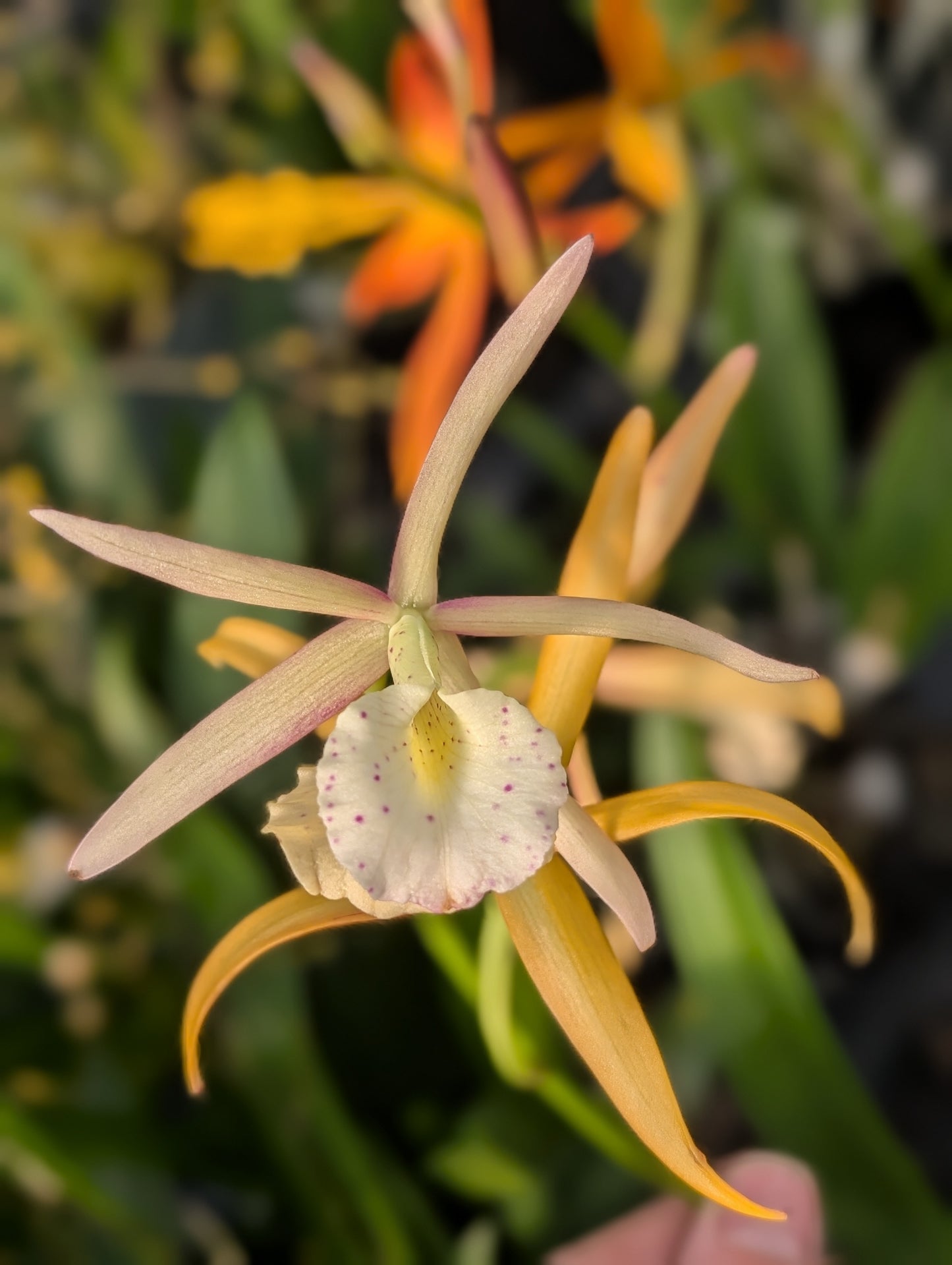 Bc. Little Bird | BS not in bloom | 4" pots