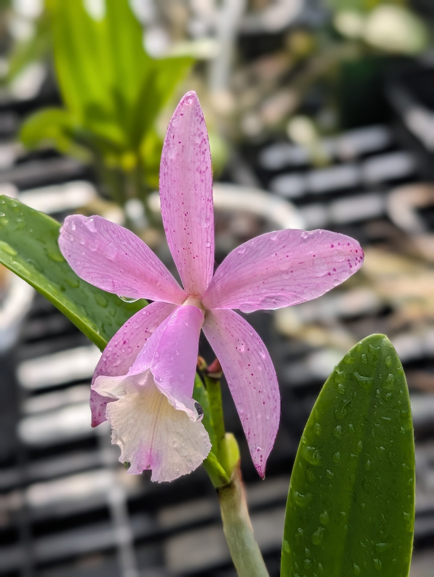 Bc. Walter August 'Pink Freckles' x C. loddigesii aquinii 'Alvaro Perelia' | BS not in bloom
