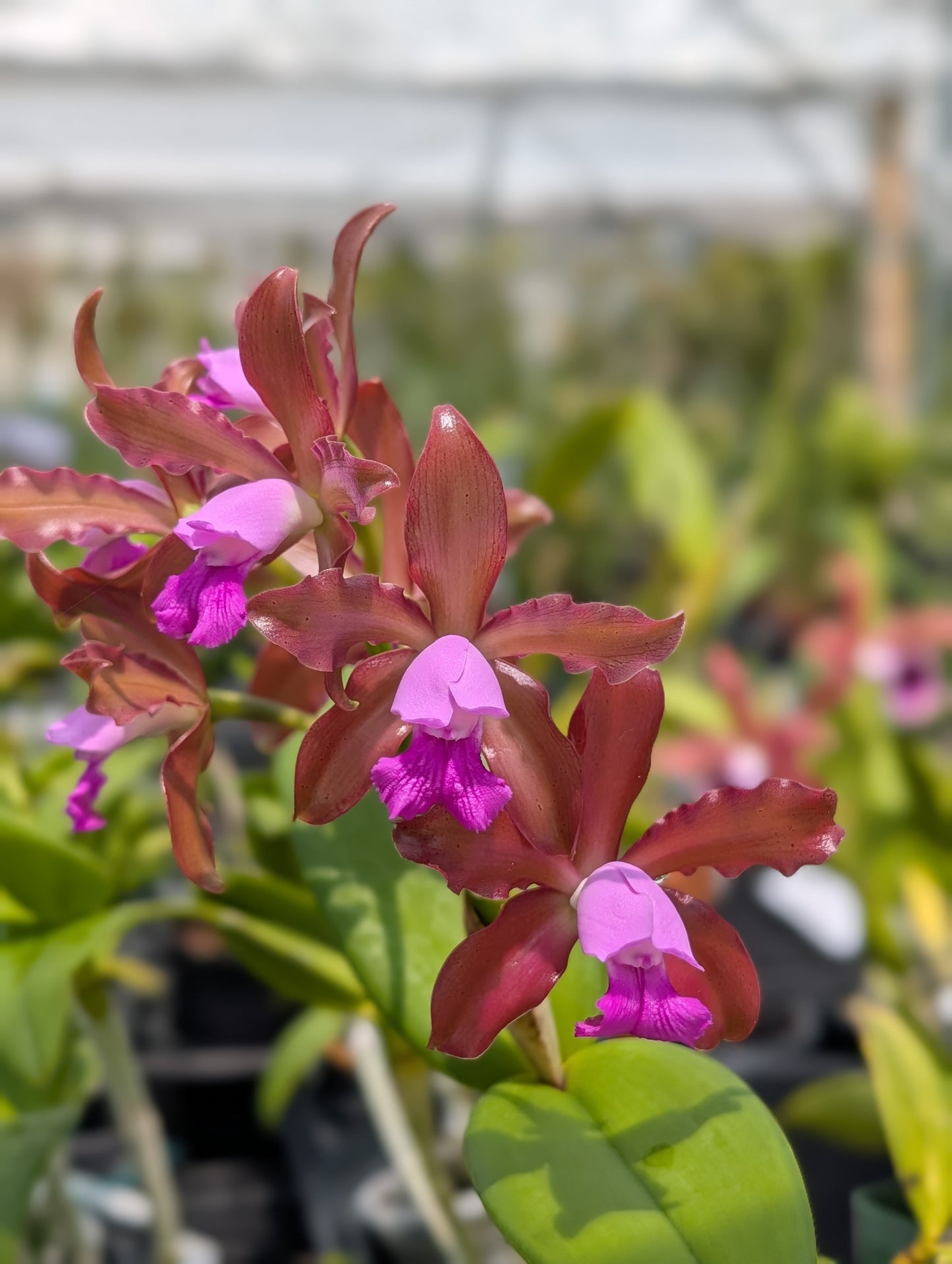 Mounted C. tigrina alba 'Alegria' x C. tigrina suave