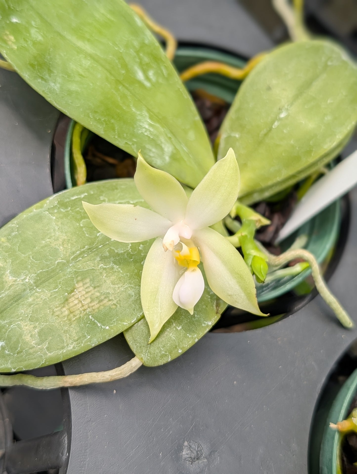 Phal bellina var. alba | BS not in bloom