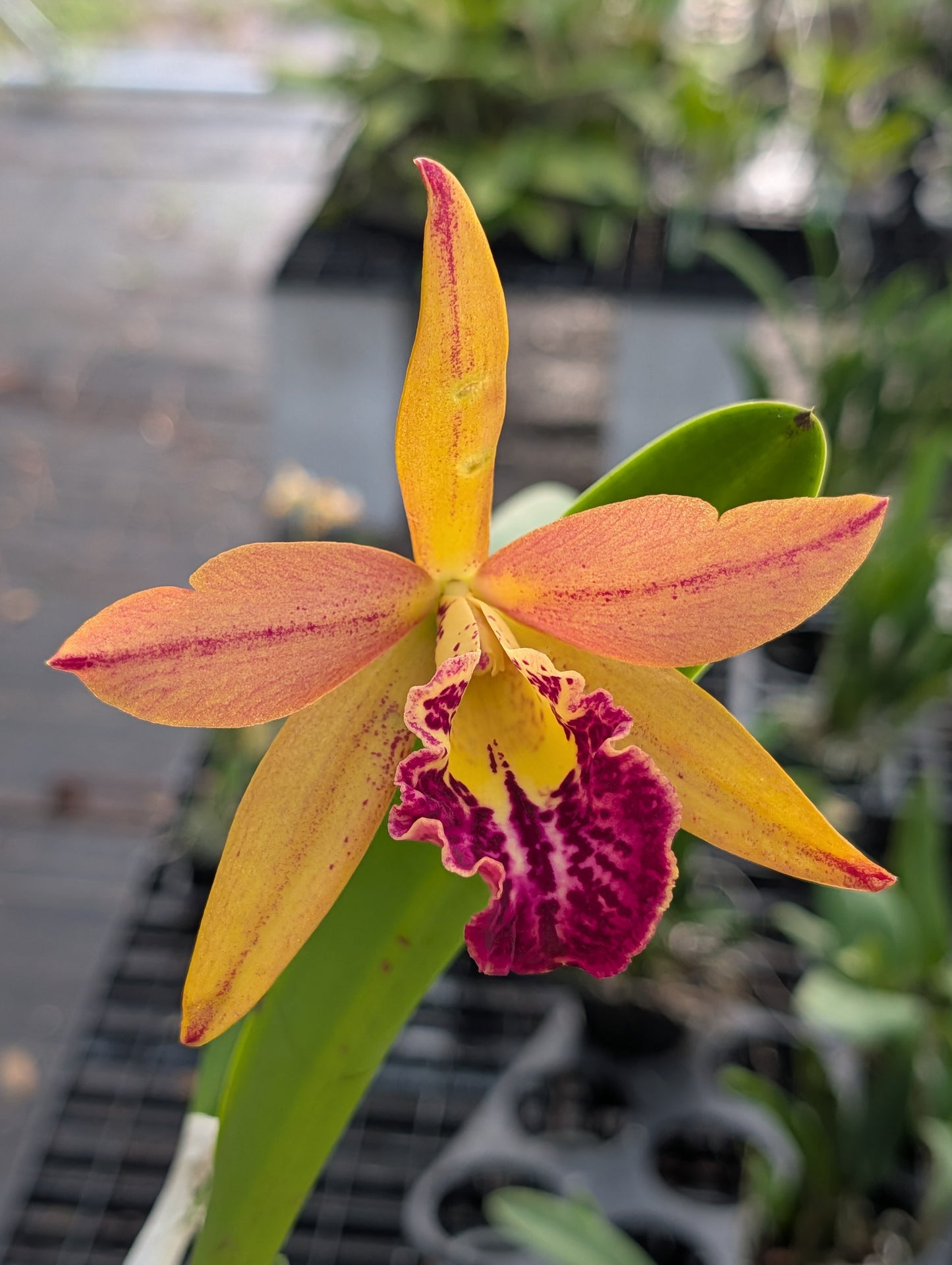 Rhynchobrassoleya Copper Queen | BS not in bloom | 4" pot