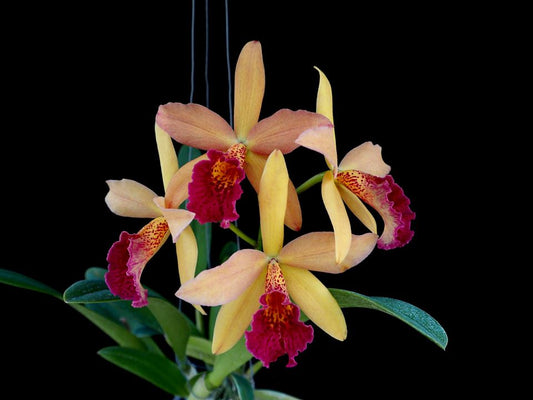 Rhynchobrassoleya (Richard Mueller-Golden Tang) 'STK' | Live orchid plant