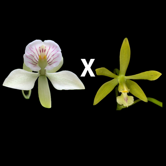 Prosyclia QF Hullu Manu | Blooming size not in bloom