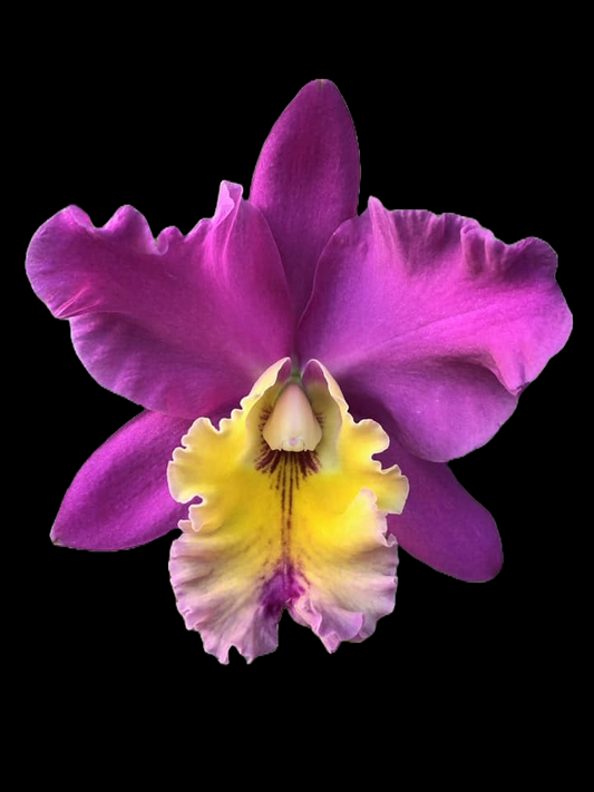 Blc. June Metcalf 'Yellow Lip' | Blooming size not in bloom
