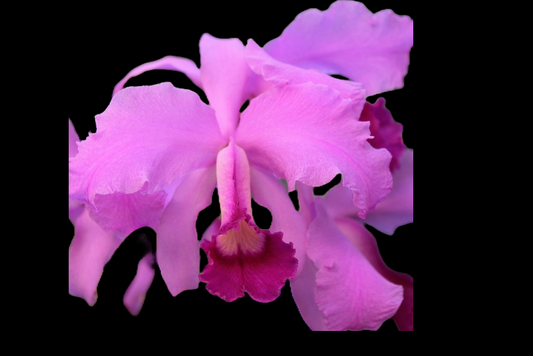 Cattleya lawrenceana | 3.5" pot | Live Orchid | Rare and Fragrant