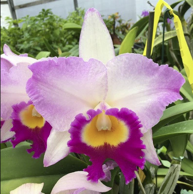 Rlc. Mary Lupi 'Volcano Queen' | NBS | 3" pot