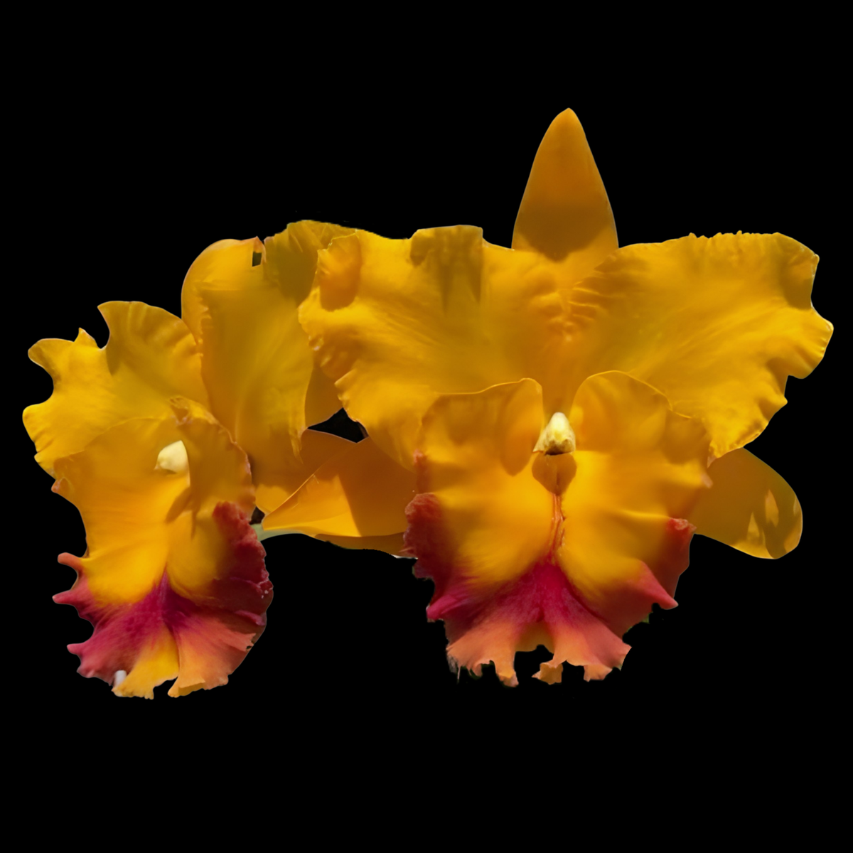 A cluster of bright yellow orchids with magenta-pink ruffled lips, isolated on a solid black background.