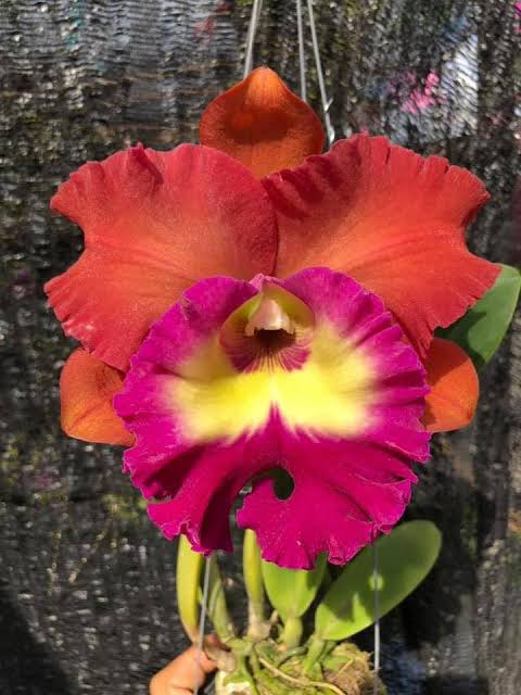 Rlc. Siam City 'Tri Colored Lip' Bare Root - Fresh Import