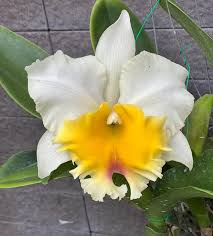 Rlc. Siam Paradise 'Golden Lip' Bare Root - Fresh Import