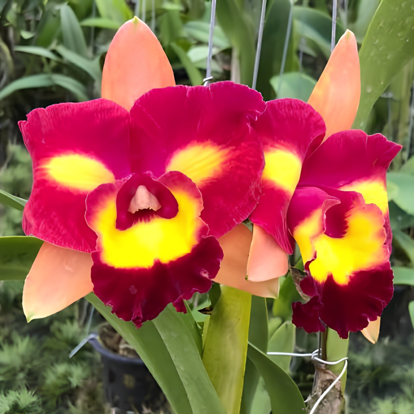Rlc Star Platinum '#2 | BS not in bloom | 4" pot