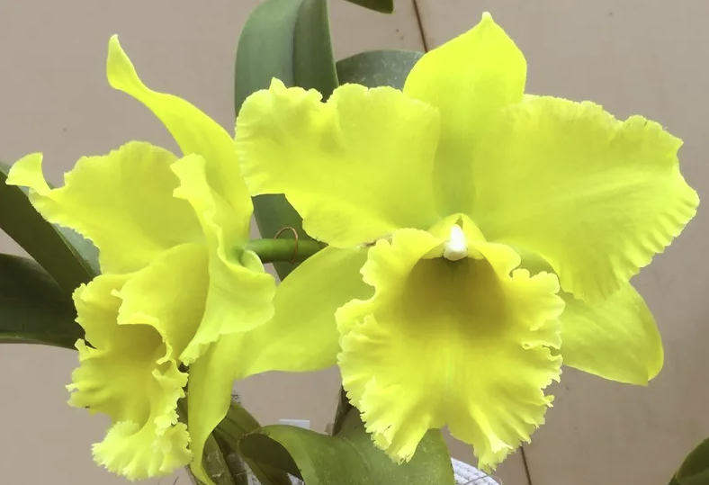 Rlc. Sung Ya Green 'Mailman' | NBS