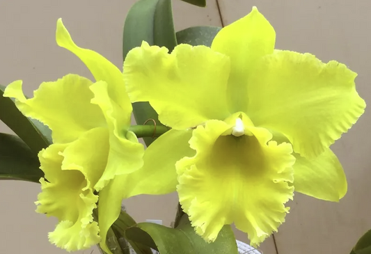 Rlc. Sung Ya Green 'Mailman' | BS not in bloom