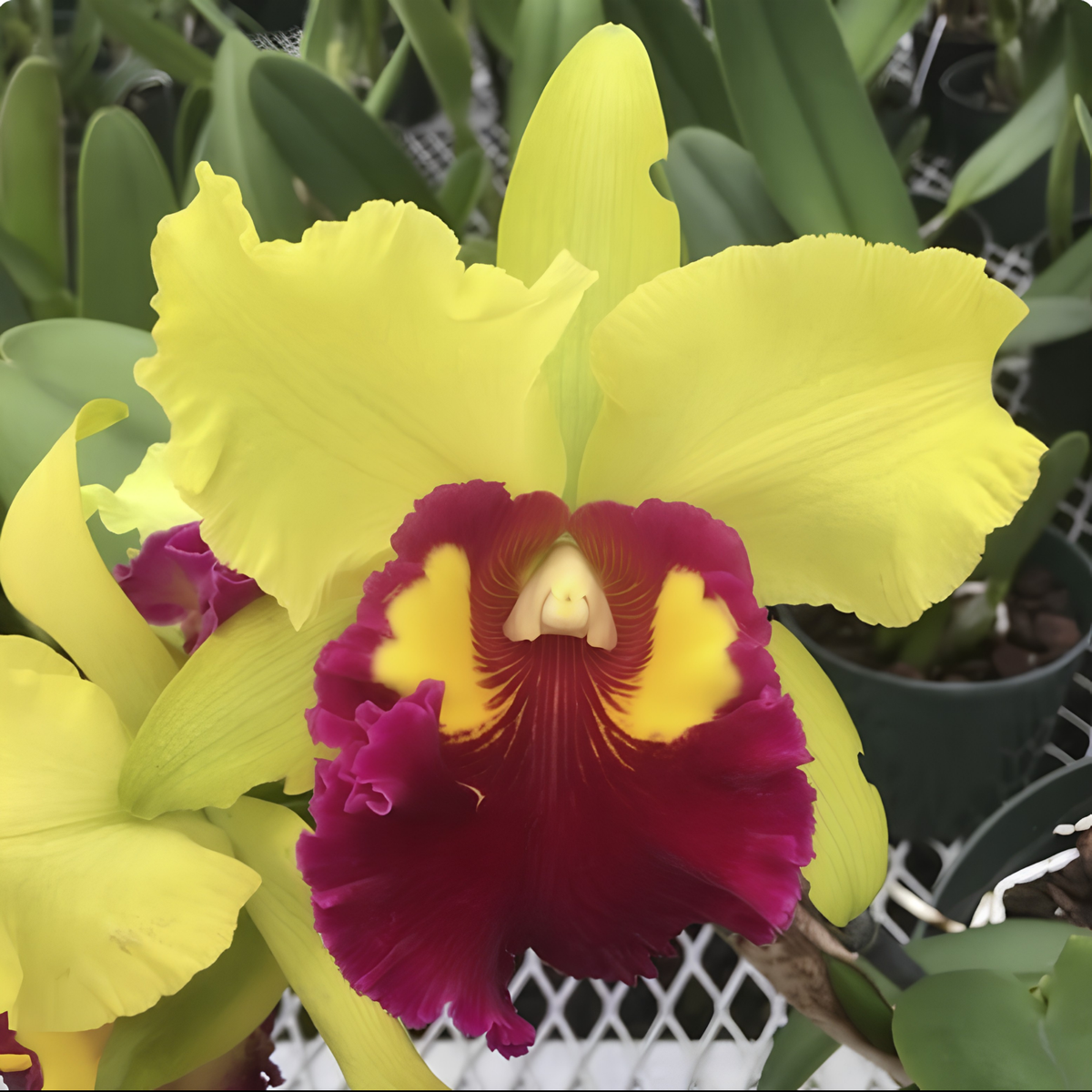 Rlc. Sunnystate Spring Dawn 'Volcano Queen' | BS not in bloom | 5.5" pot