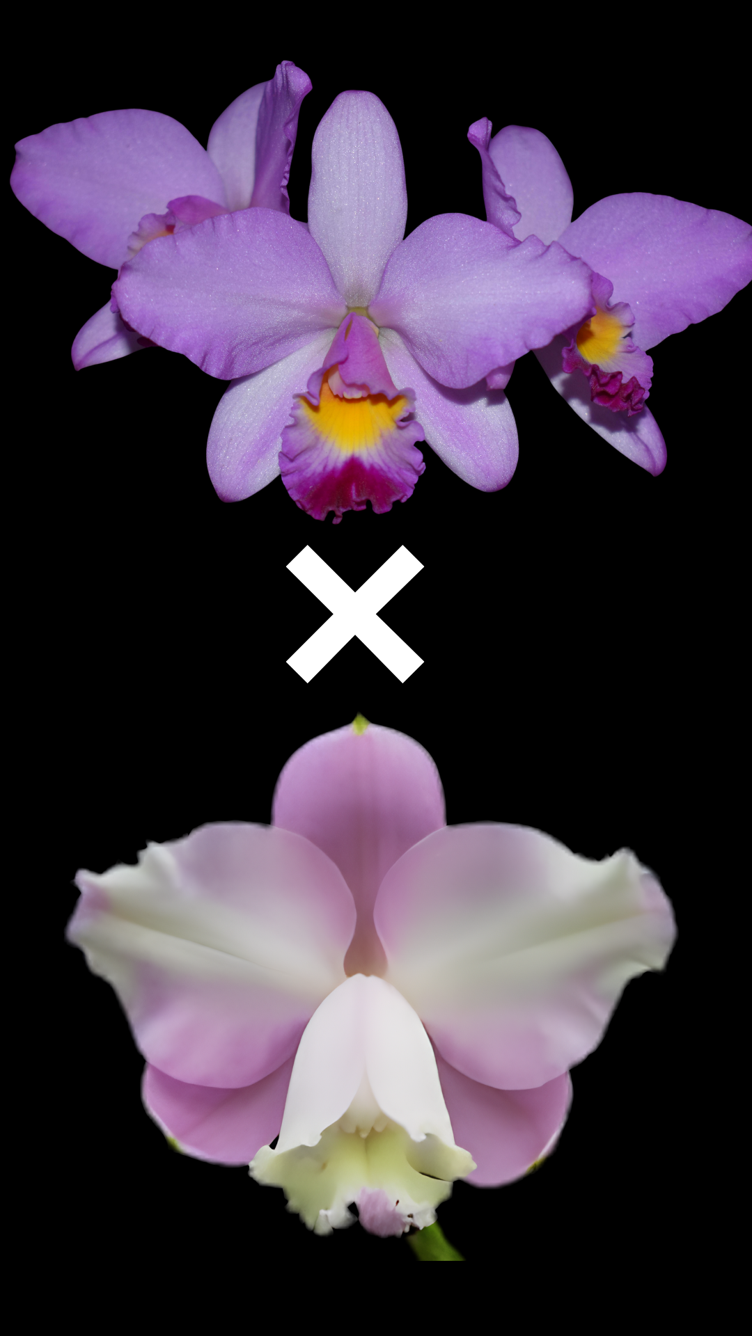 Rth. Hsinying Starlight x C. loddigesii aquinii 'Alvaro Perelia' | BS not in bloom